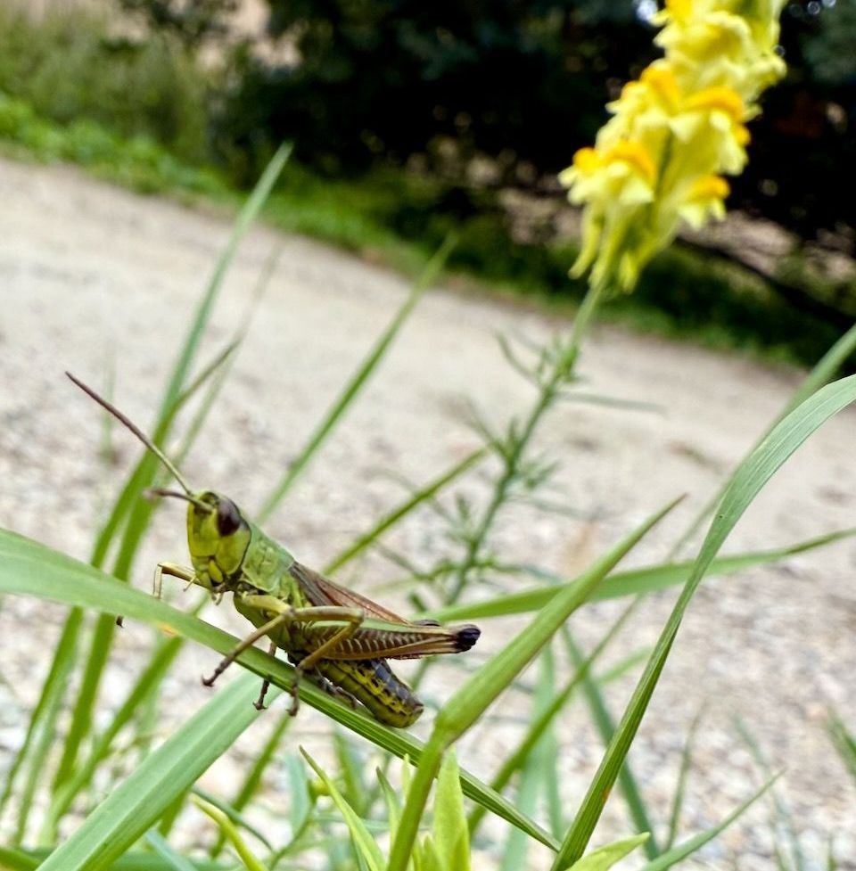 Heuschrecke | Bild: Heinrich Inkoferer Heuschrecke
