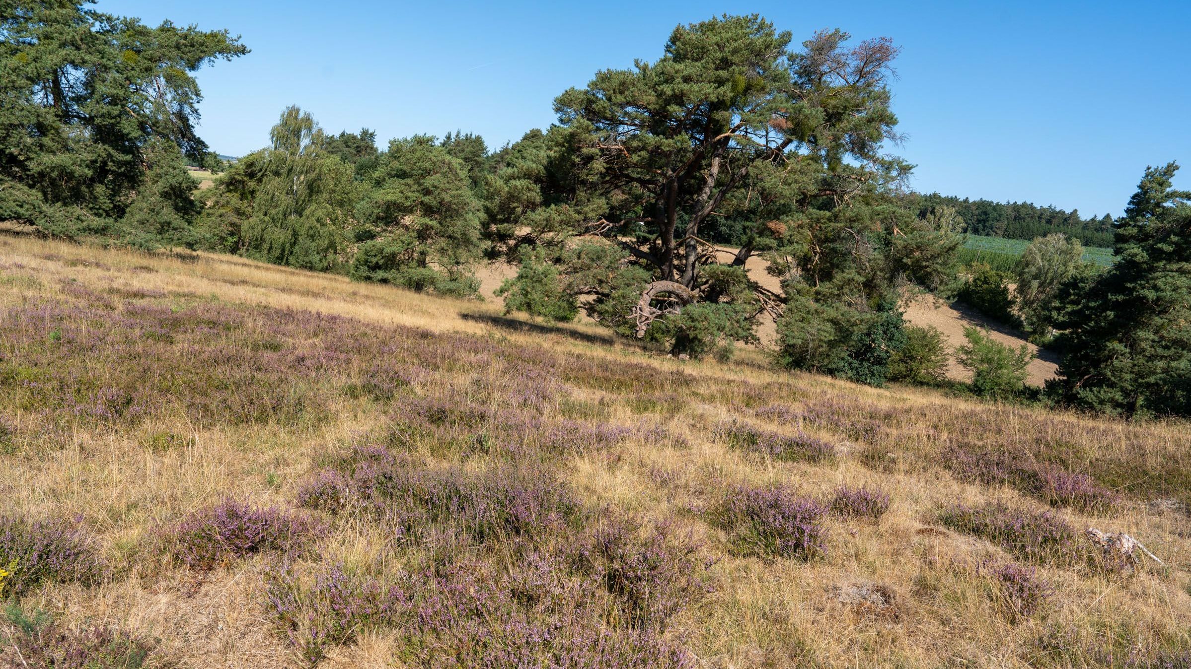 Sandharlander Heide, Blühendes Heidekraut| Foto: Heinrich Inkoferer Sandharlander Heide, Blühendes Heidekraut