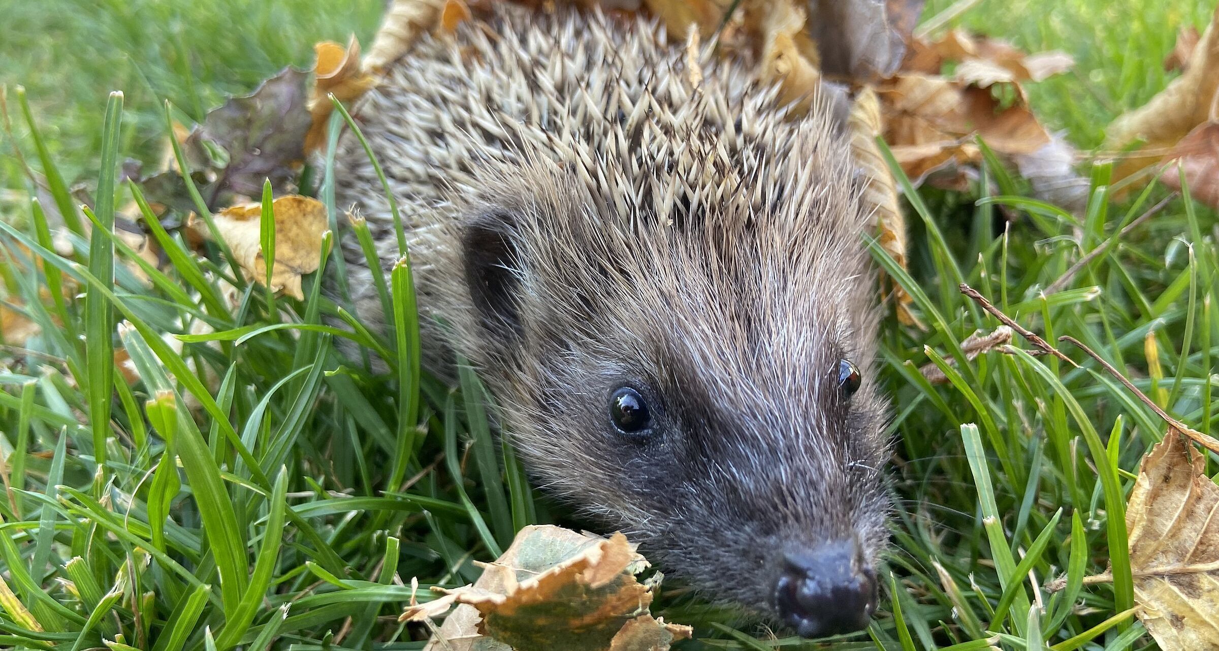Igel⎟Foto: Martina Gehret