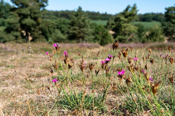 Sandharlander Heide, Büschelnelke | Foto: Heinrich Inkoferer Sandharlander Heide, Büschelnelke