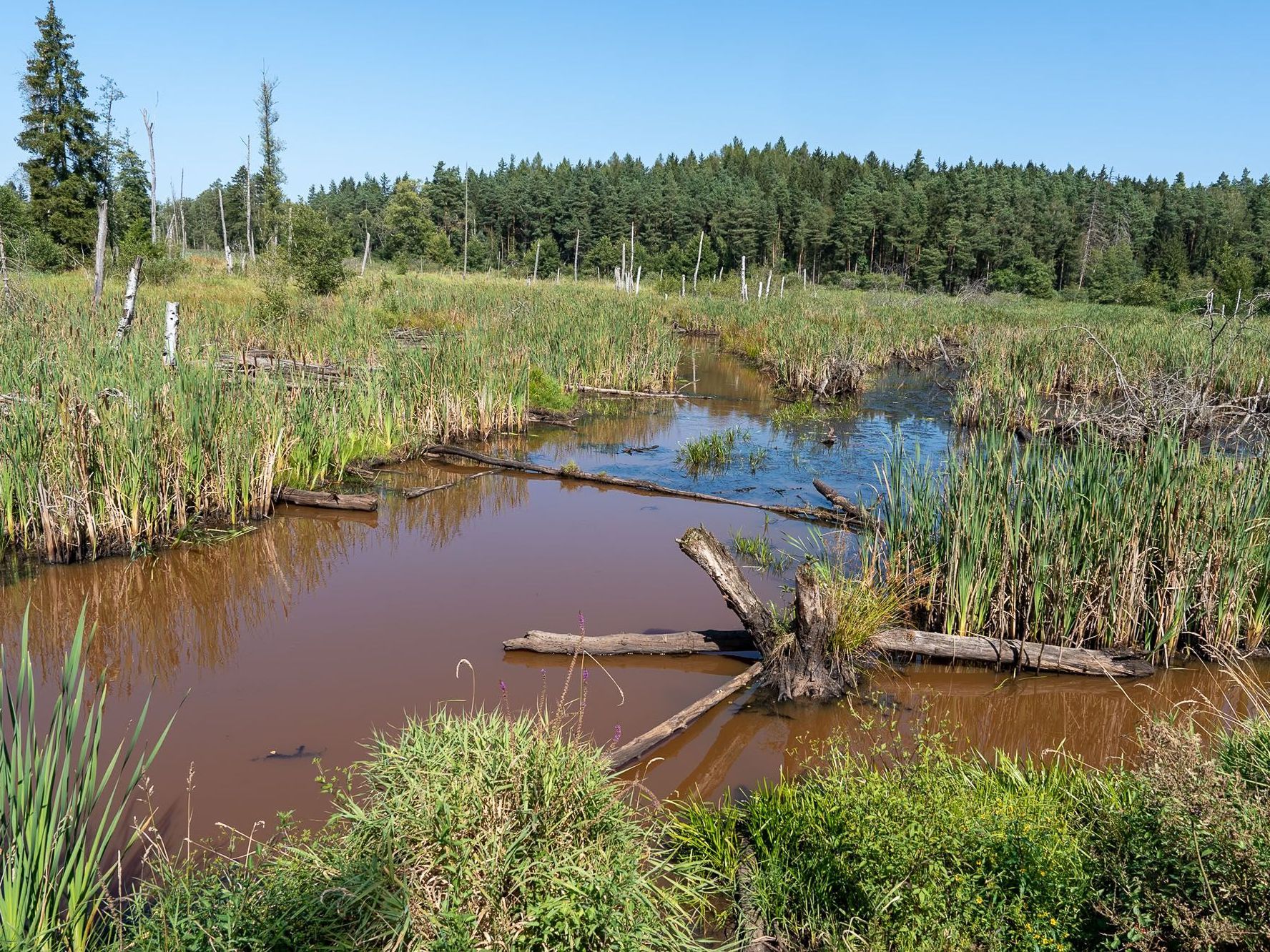 Weihergebiet bei Tirschenreuth, Kainzbach⎥Bild: Heinrich Inkoferer