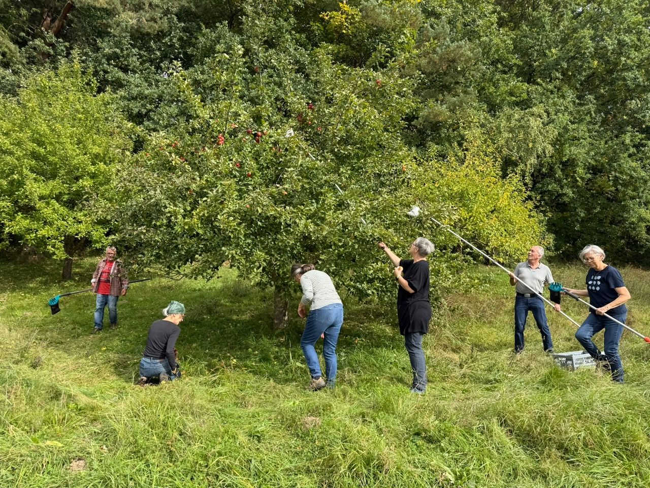 Apfelernte auf der Steuobstwiese | Bild: Heinrich Inkoferer Ente Äpfel Apfel Streuobstwiese Wiese