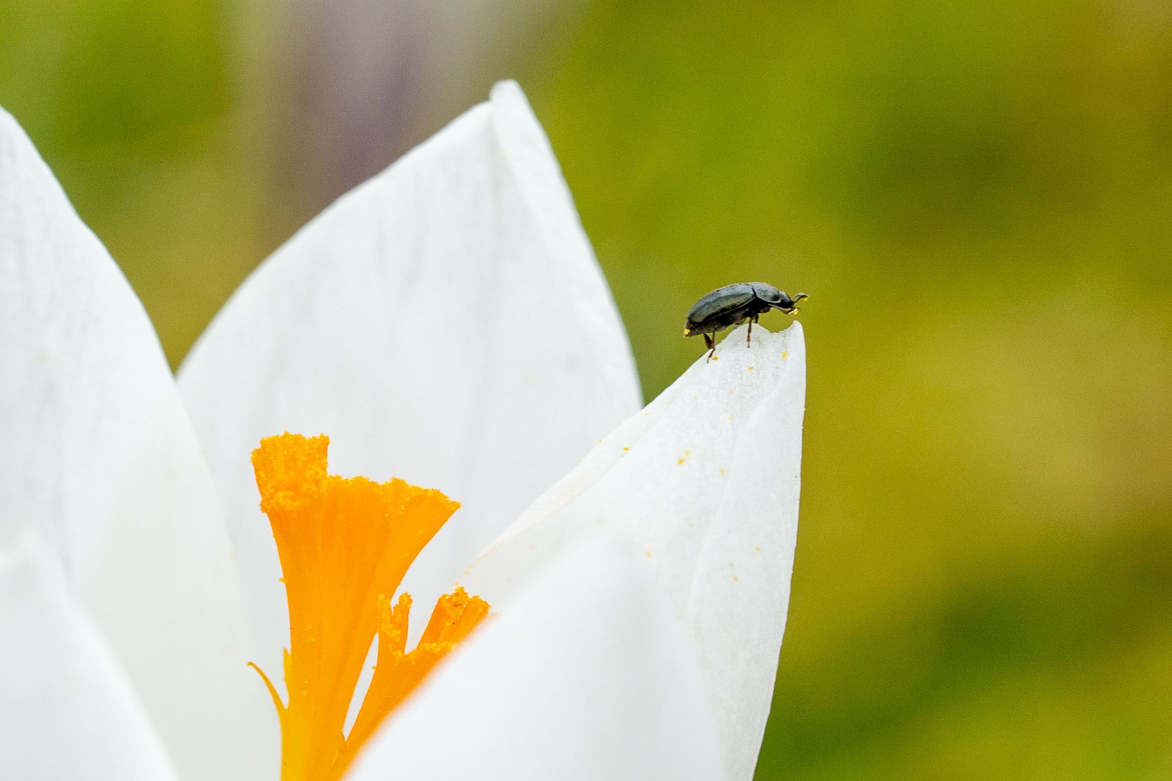 Krokus Blüte mit Käfer | Bild: Heinrich Inkoferer Krokus Blüte mit Käfer Makro