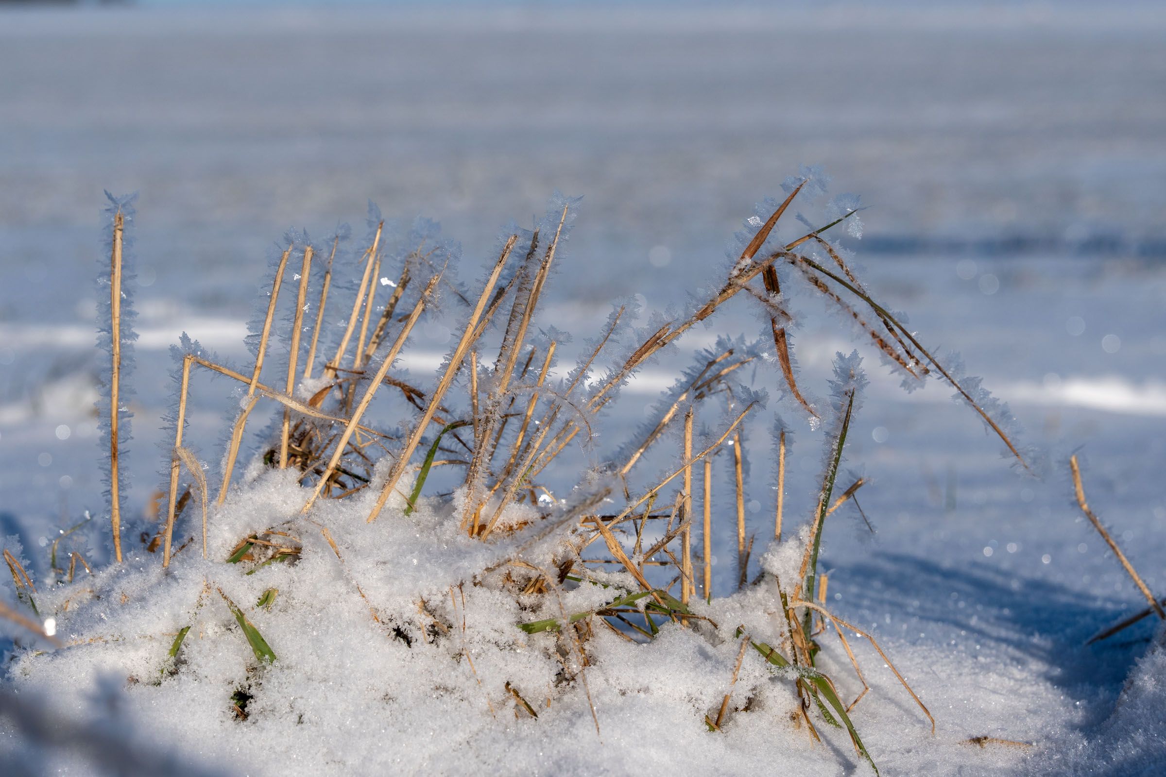 Eiskristalle auf Grasbüschel |Bild: heinrich Inkoferer Eiskristalle Grasbüschel