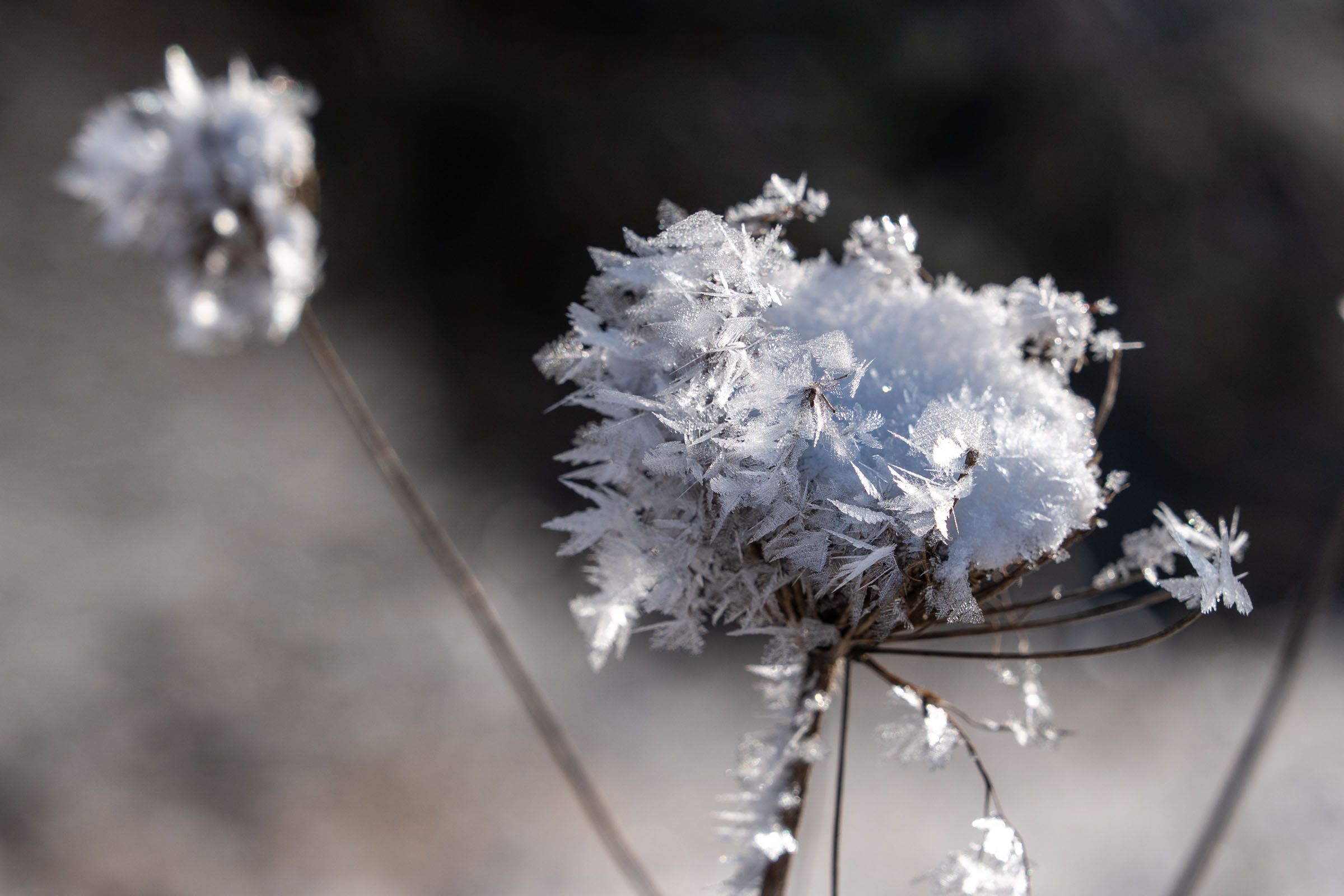 Eiskristalle auf einen Saamenstand |Bild: heinrich Inkoferer Eiskristalle auf einen Saamenstand