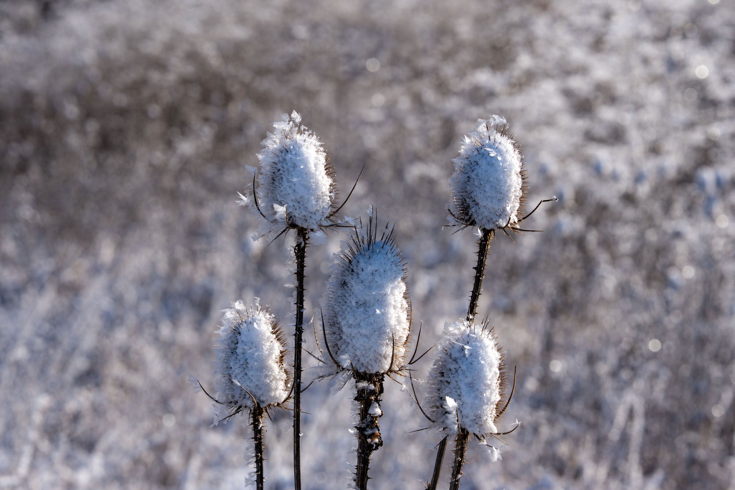 Eiskristalle auf Saamenständen der Wilden Karde |Bild: heinrich Inkoferer Eiskristalle auf Saamenständen der Wilden Karde