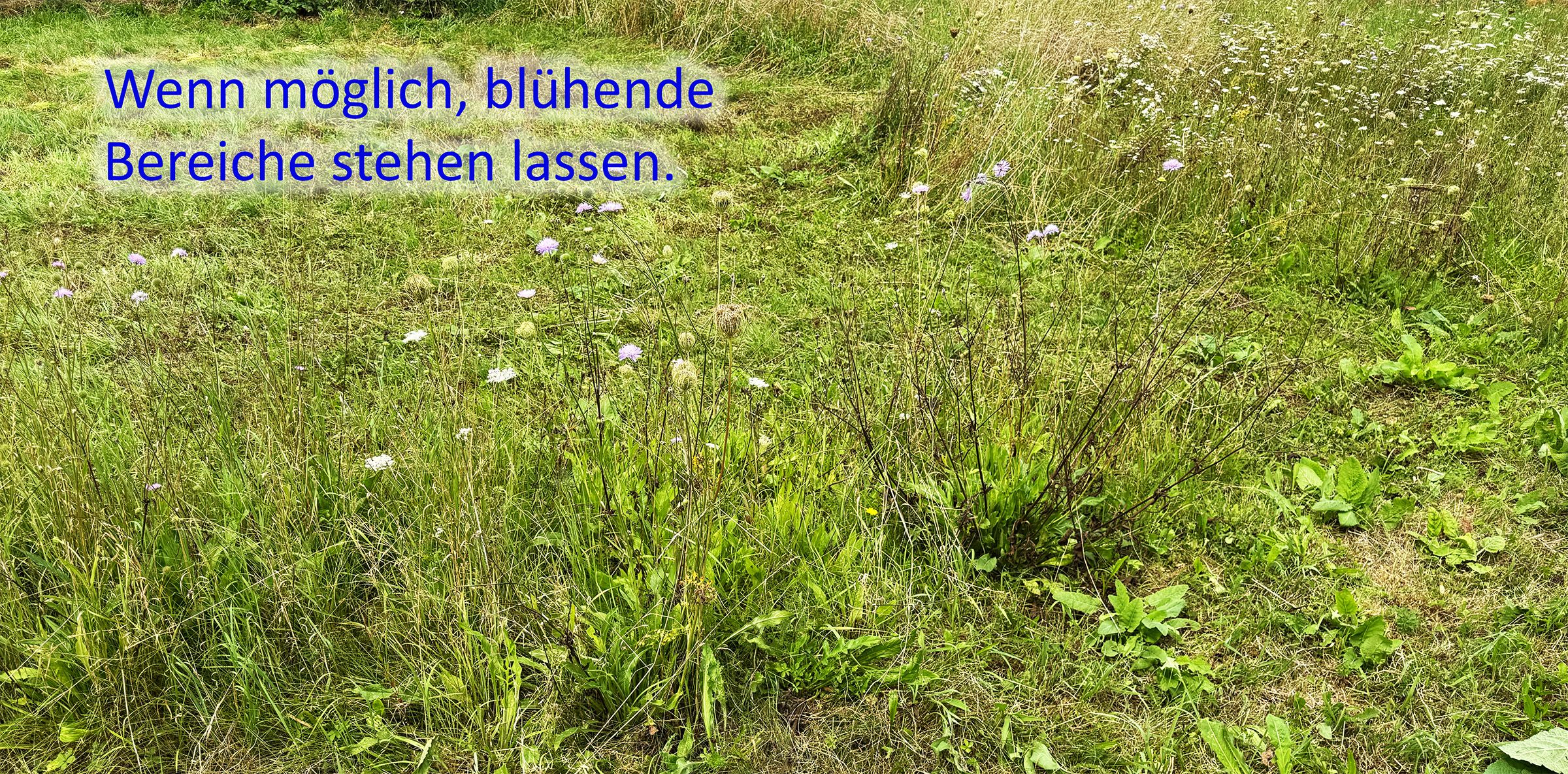 Blumenwiese Blühbereich | Bild: Heinrich Inkoferer Blumenwiese Blühbereich