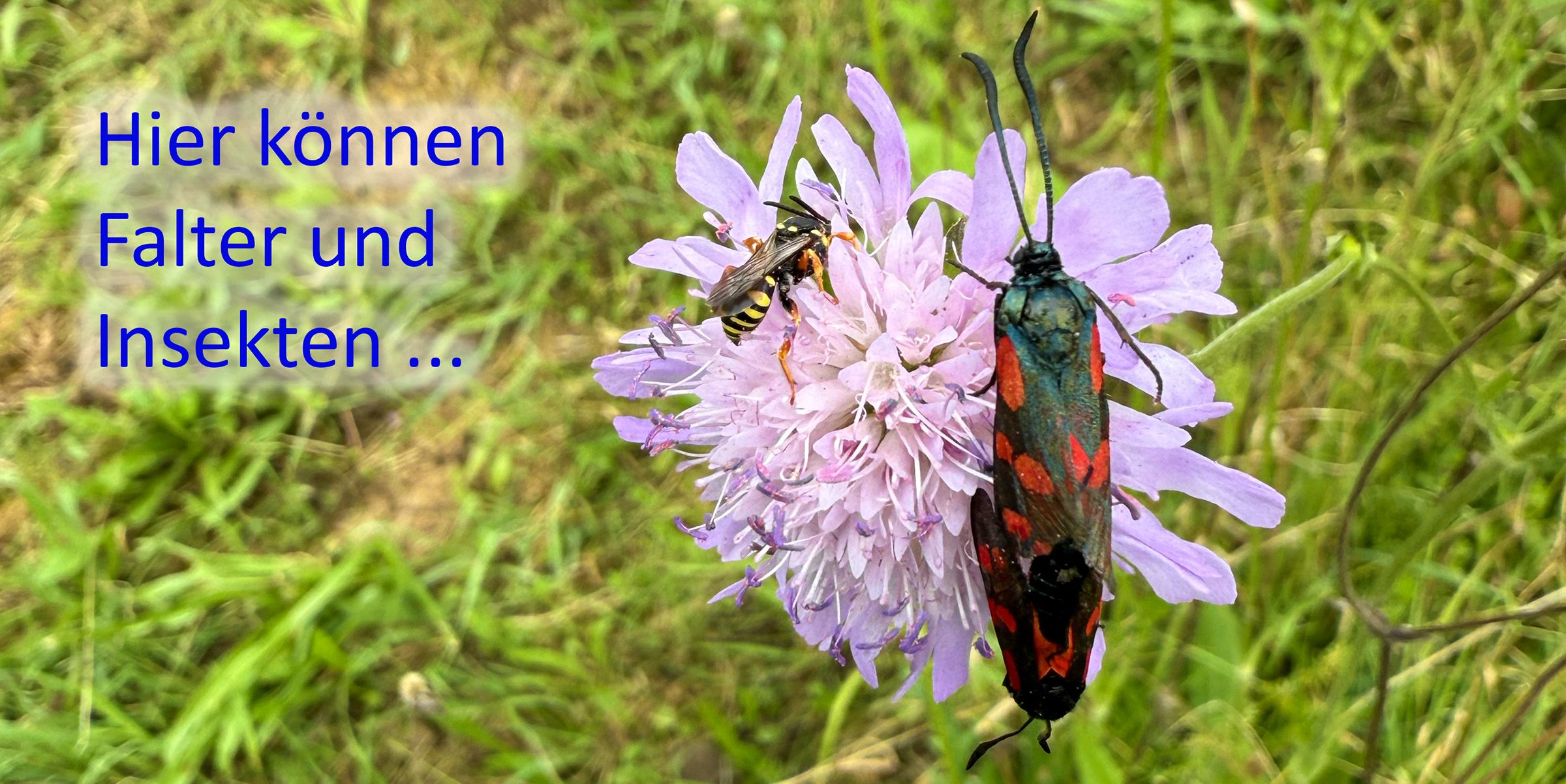 Widderchen und Insekt | Bild: Heinrich Inkoferer Widderchen und Insekt