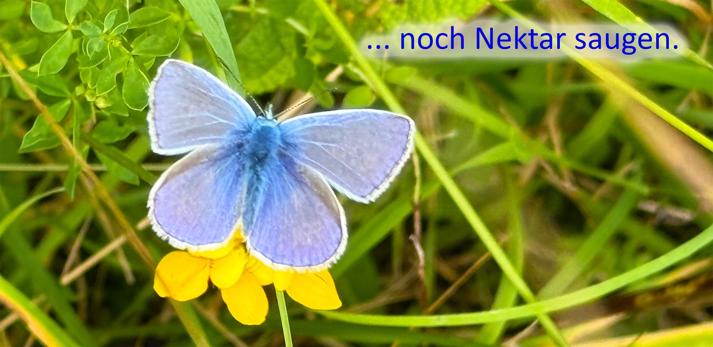 Blauling Hornklee | Bild: Heinrich Inkoferer Blauling Hornklee