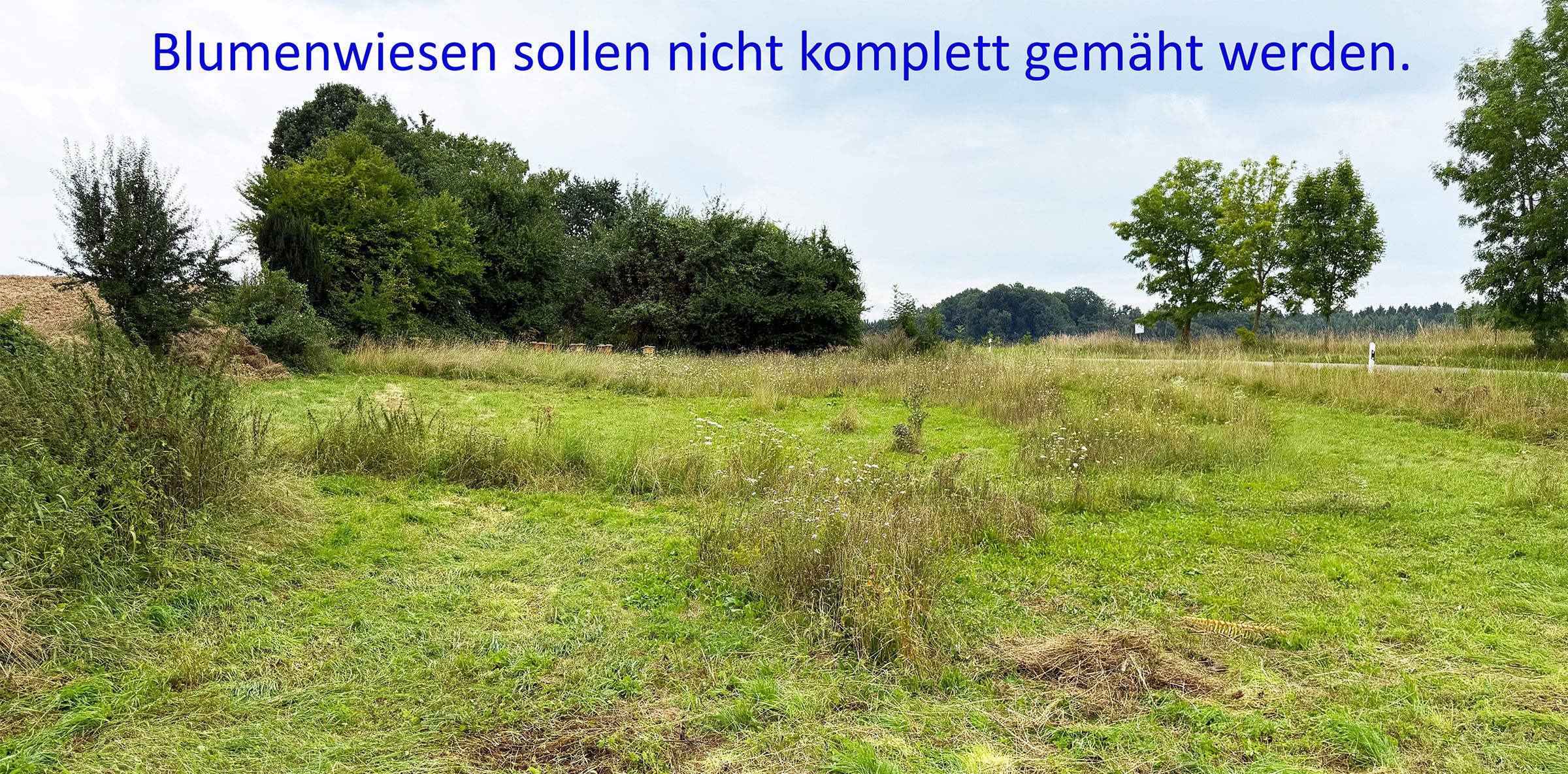 Blumenwiese Teilgemäht | Bild: Heinrich Inkoferer Blumenwiese Teilgemäht