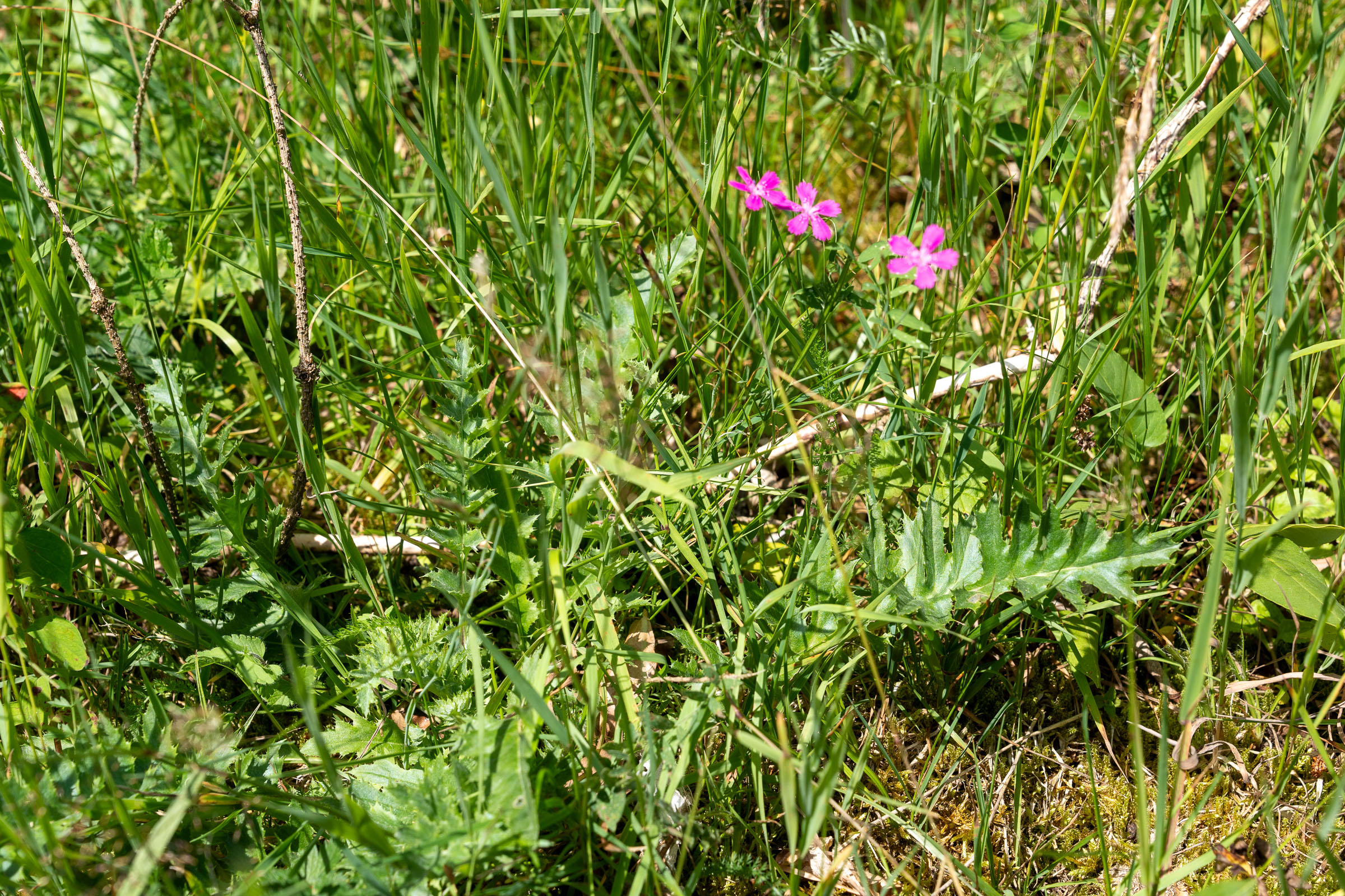 Blätter der Silberdistel und Kartäuser-Nelken / Foto: H.Inkoferer