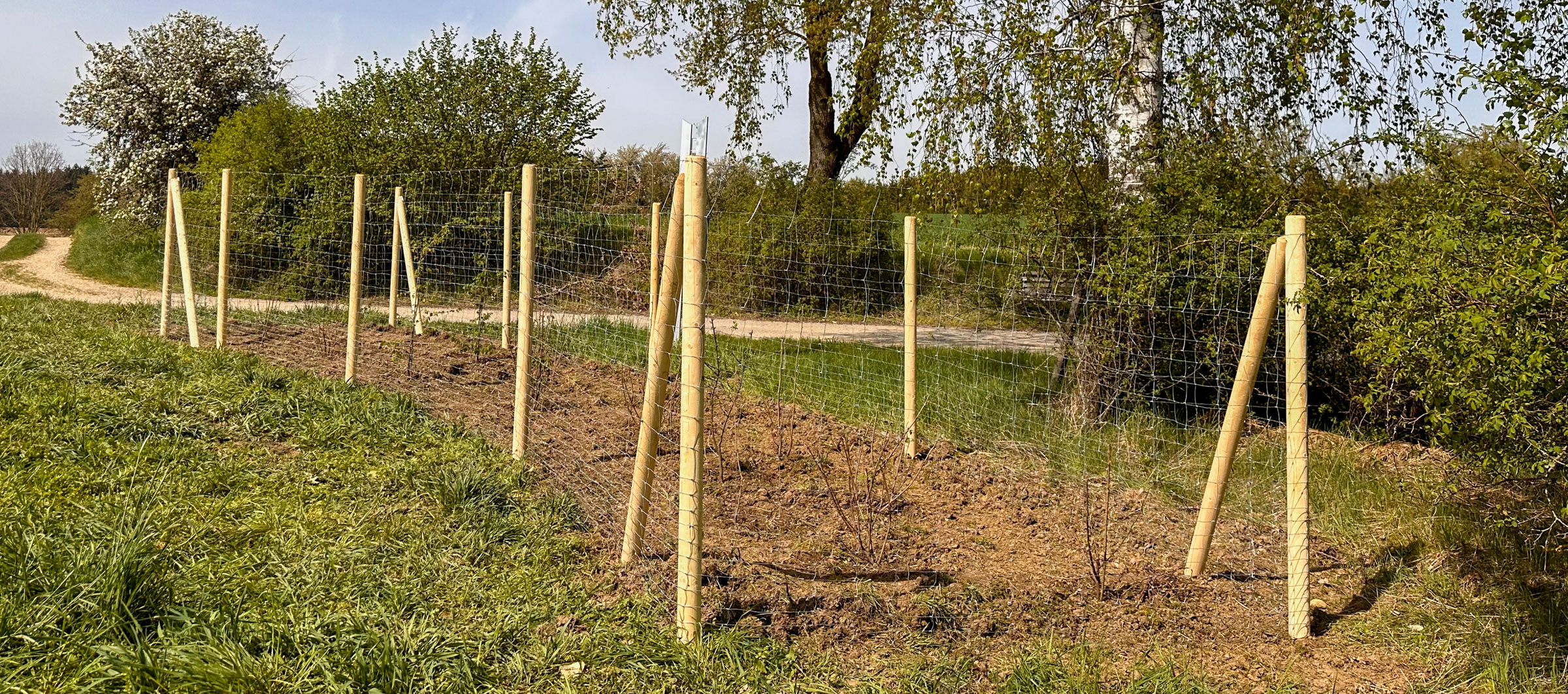 Heckenpflanzung bei der Sternwarte⎜Bild: Lisa Voit