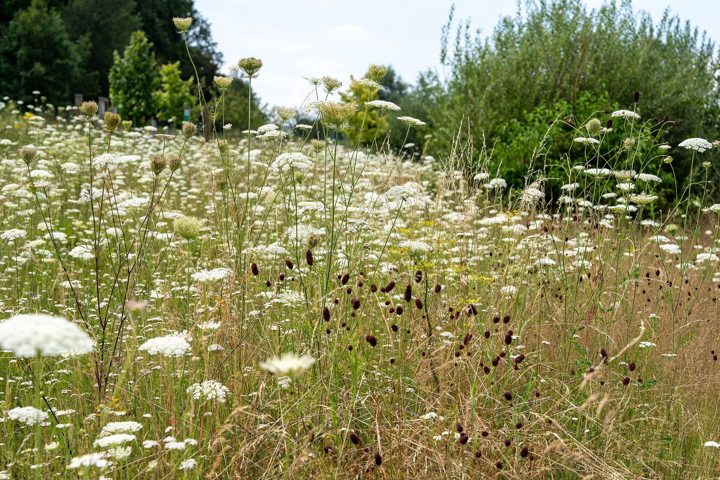 Wilde Möhren und Großer Wiesenknopf⎜Bild: Heinrich inkoferer