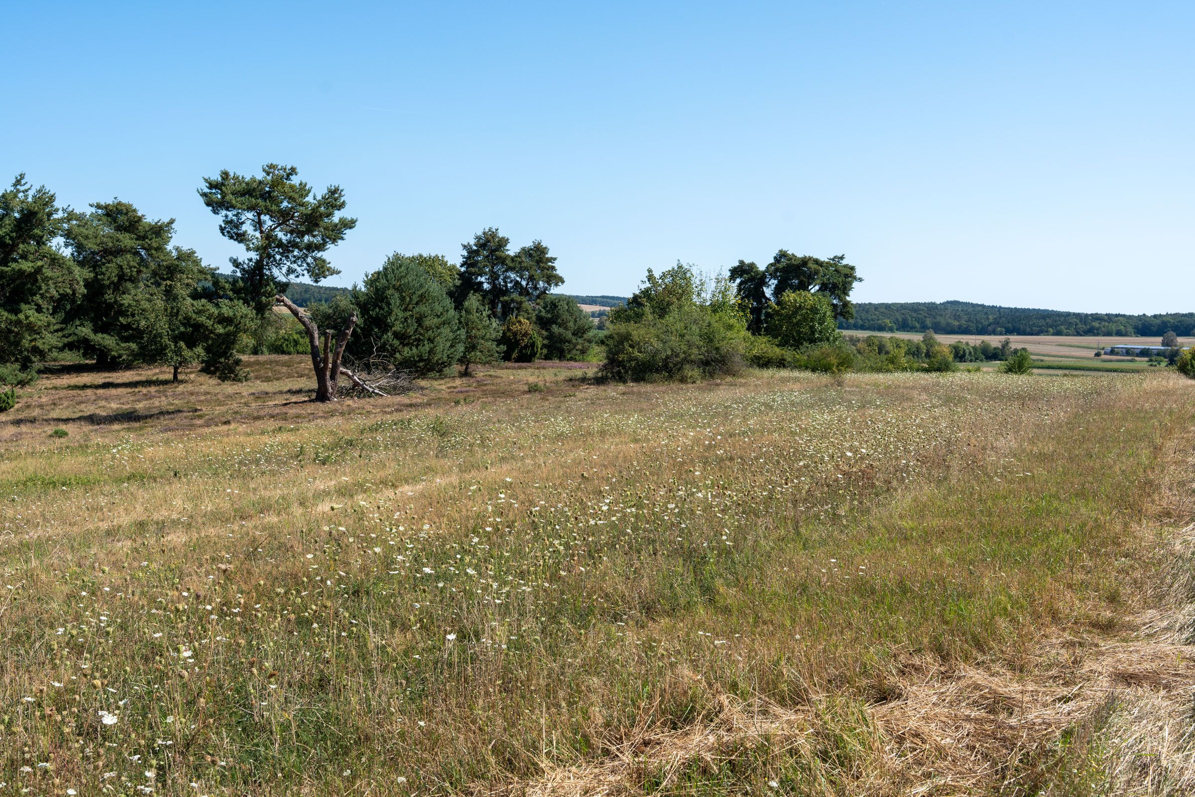 Sandharlander Heide, extensiv genutzte Wiese| Foto: Heinrich Inkoferer Sandharlander Heide, extensiv genutzte Wiese