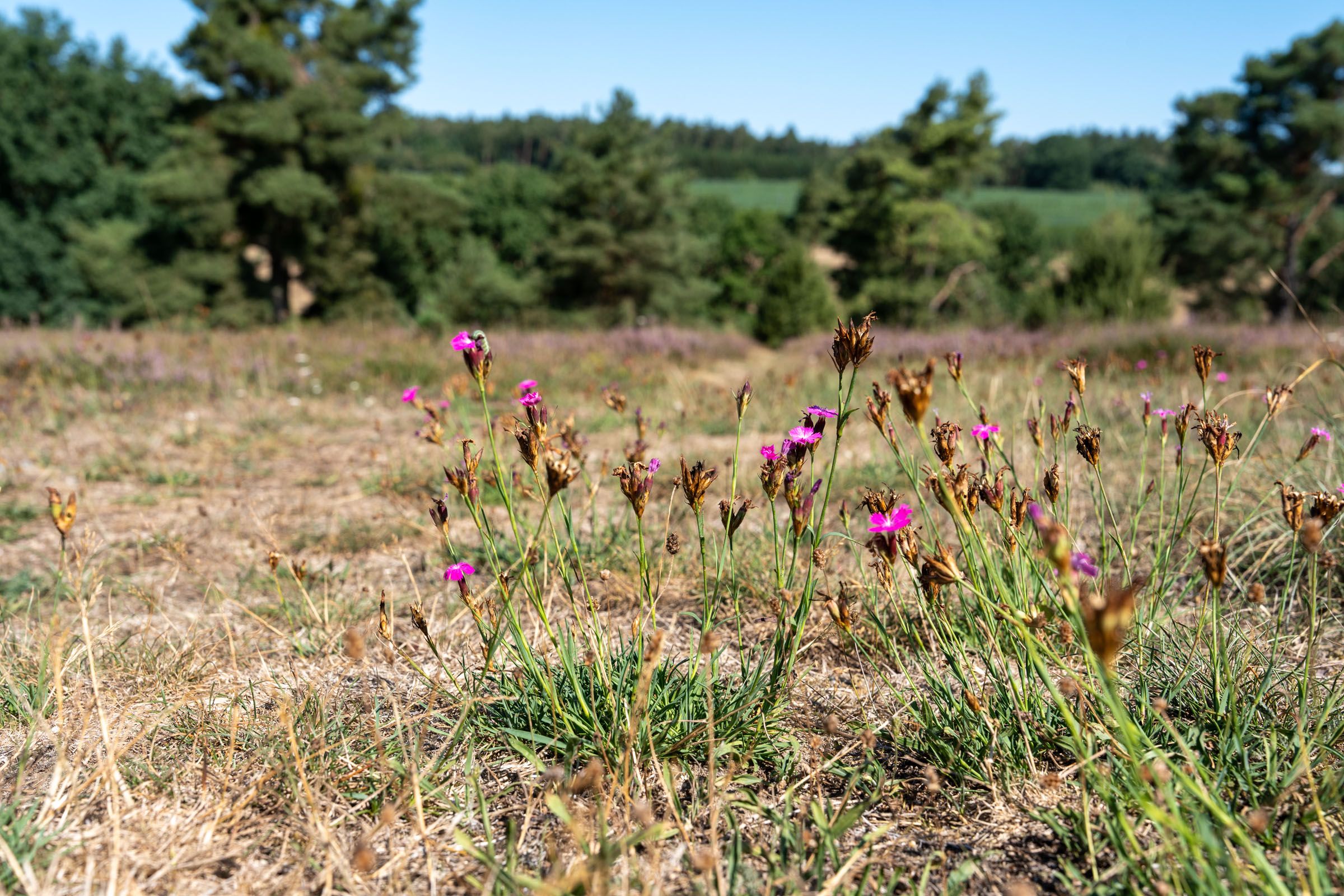 Sandharlander Heide, Büschelnelke | Foto: Heinrich Inkoferer Sandharlander Heide, Büschelnelke