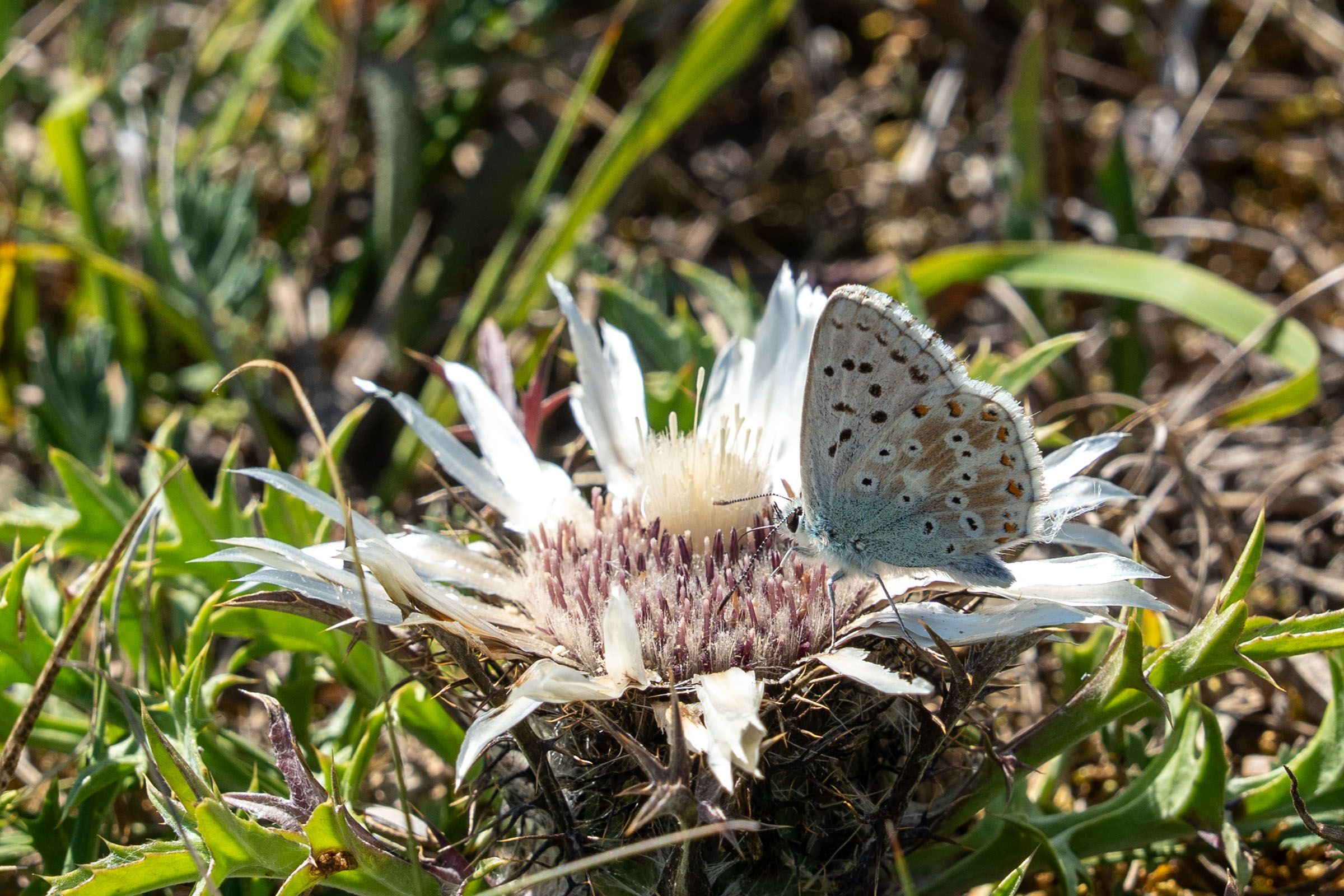 Sandharlander Heide, Silberdistel mit Silbergrünen Bläuling| Foto: Heinrich Inkoferer Sandharlander Heide, Silberdistel mit Silbergrünen Bläuling
