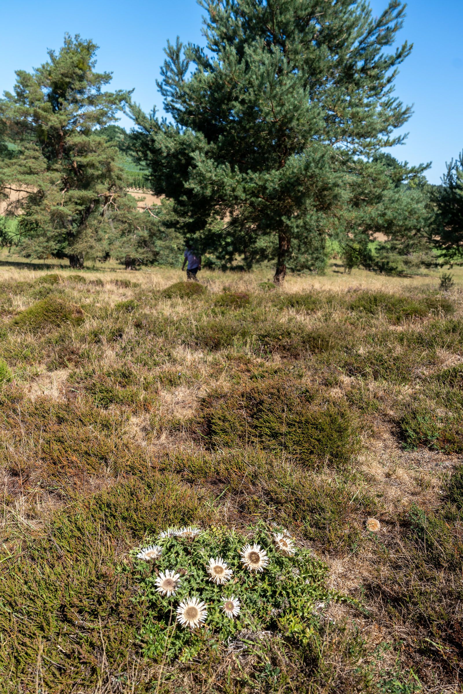 Sandharlander Heide, Silberdistel | Foto: Heinrich Inkoferer Sandharlander Heide, Silberdistel