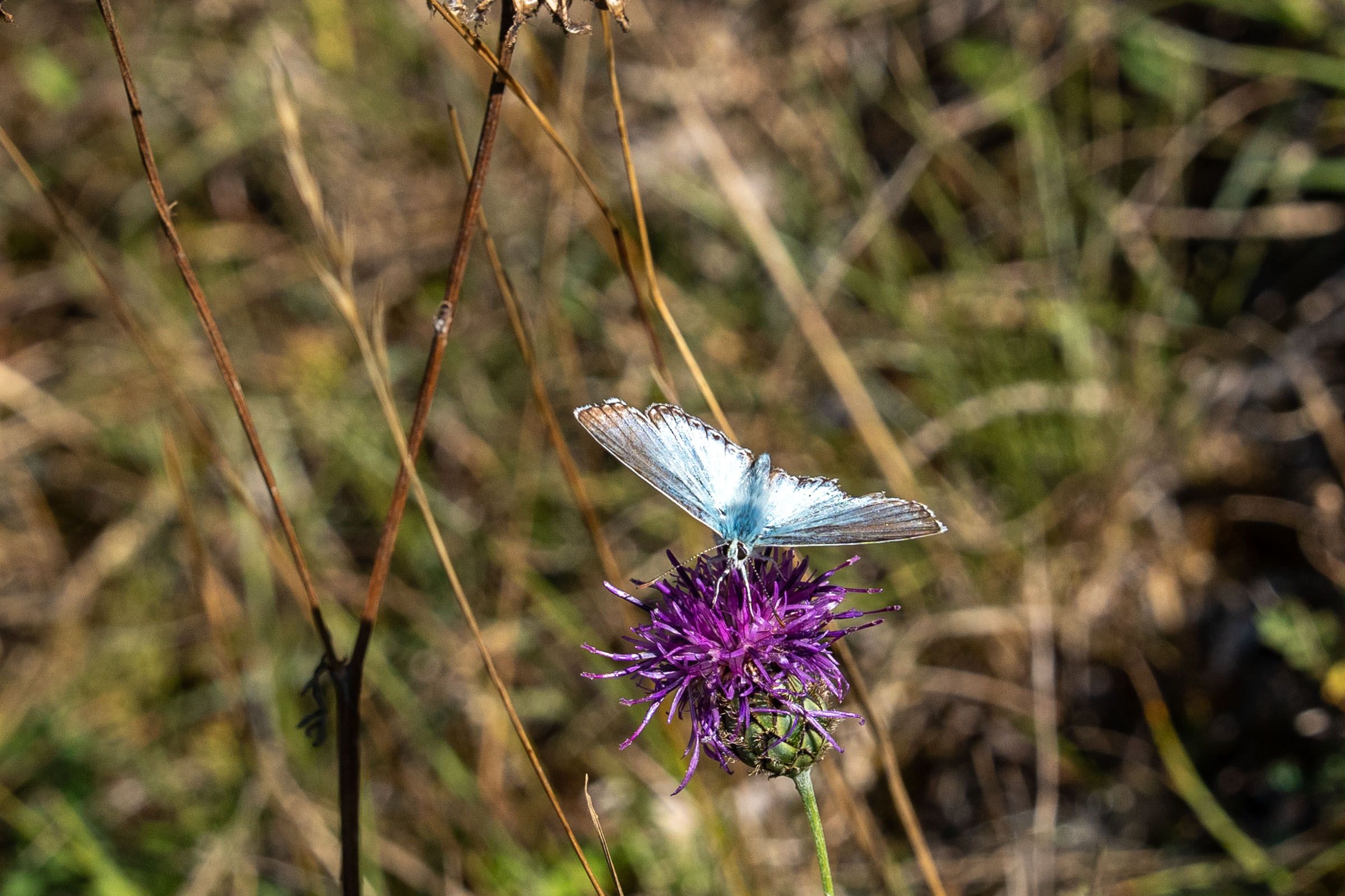 Silbergrünen Bläuling | Foto: Heinrich Inkoferer Silbergrünen Bläuling
