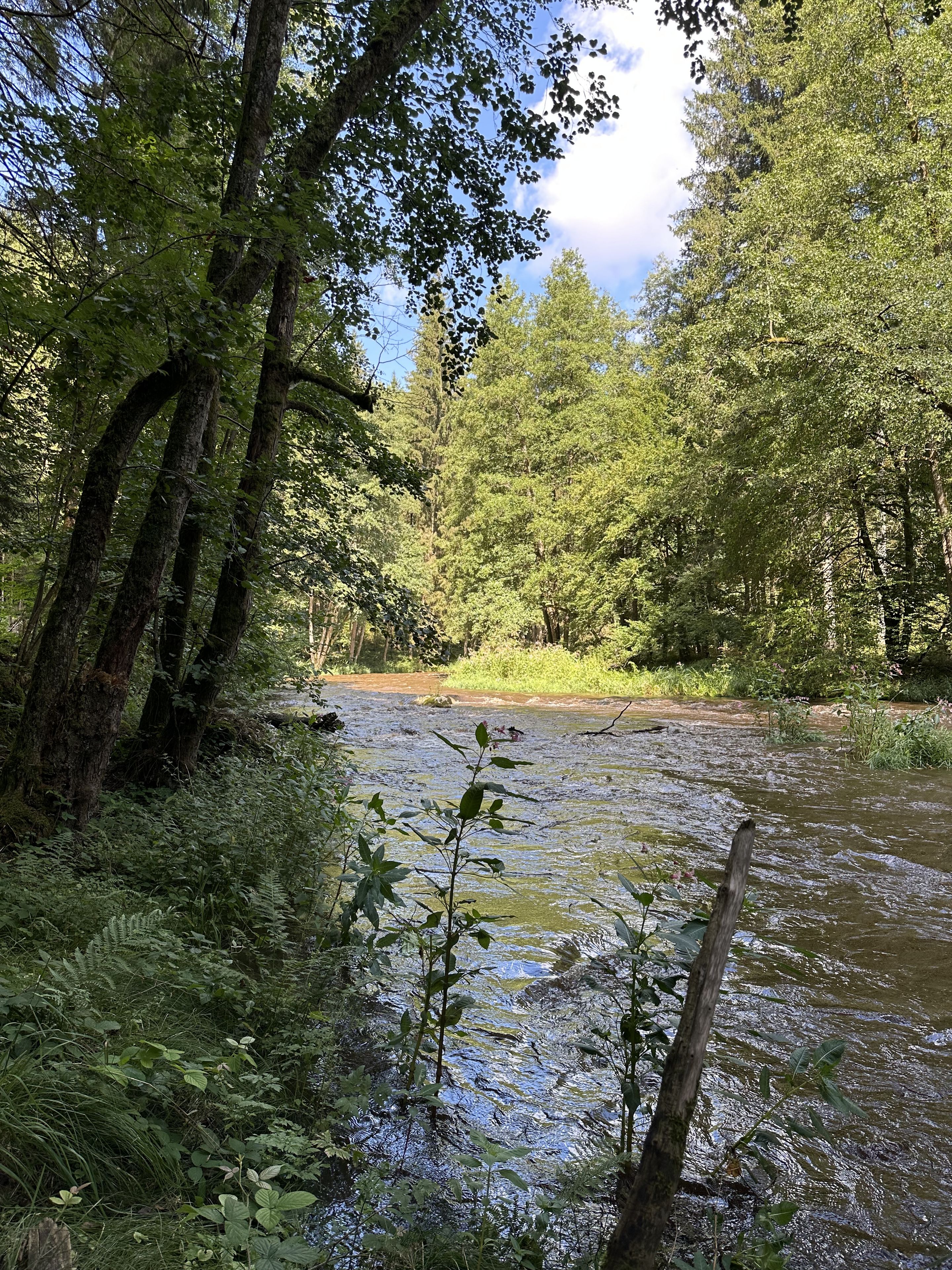 Wanderung entlag der Pfreimd | Bild: Lisa Voit
