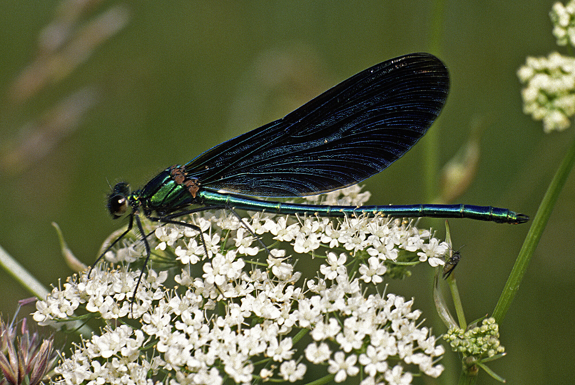 Blauflügel-Prachtlibelle (Calopteryx virgo) ⎜Bild: Wolfgang Willner