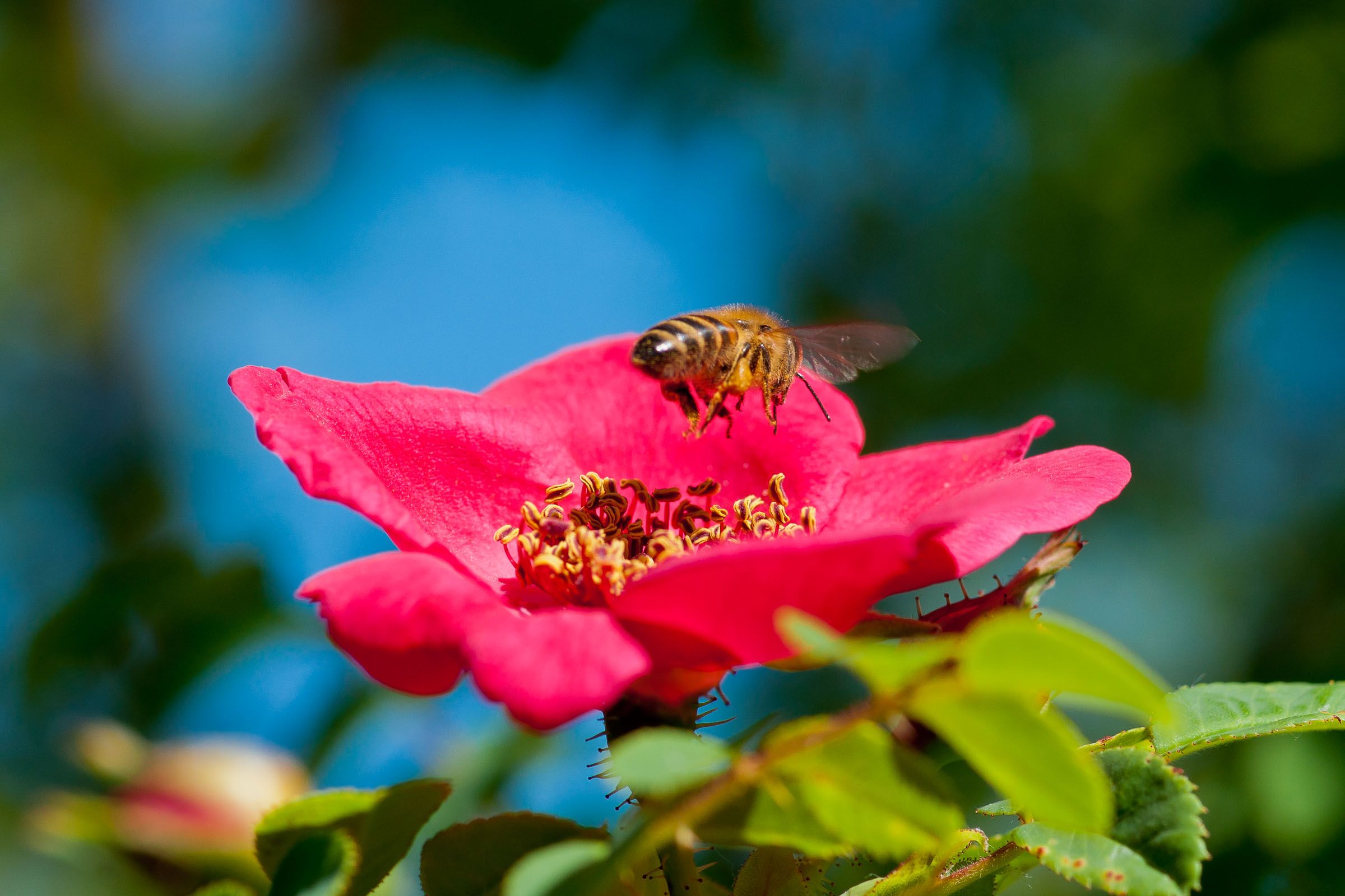 Biene sammelt Nektar | Bild: Heinrich Inkoferer Biene Blühte Rose Rot
