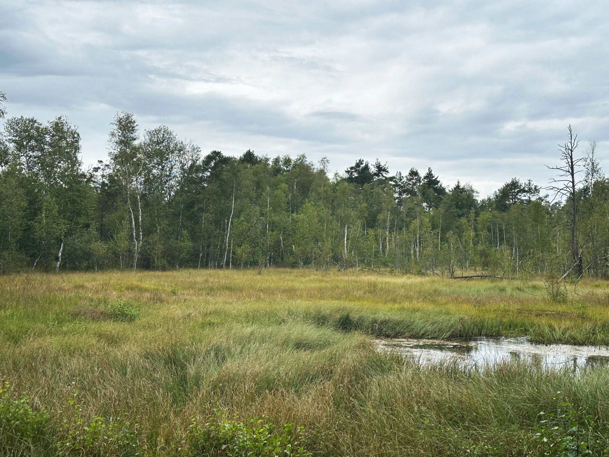 Blick ins Kulzer Moos | Bild: Lisa Voit Blick ins Kulzer Moos