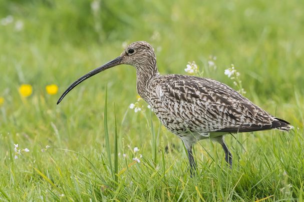Grosser Brachvogel, Numenius arquata, Eurasian Curlew
