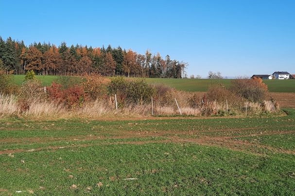 Feldhecken bereichern das Landschaftsbild. Foto: Stefan Englbrecht Feldhecken bereichern das Landschaftsbild. Foto: Stefan Englbrecht