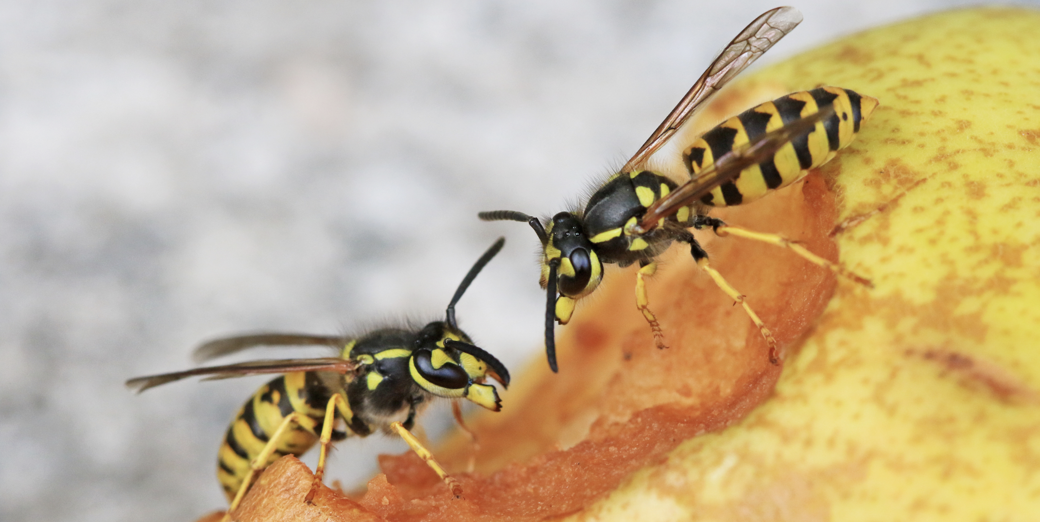 Deutsche Wespe auf Birne | Bild: Dorothea Post Deutsche Wespe auf Birne