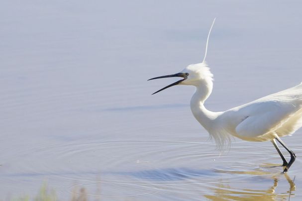 Seidenreiher, Egretta garzetta, little egret | Bild: Marcus Bosch