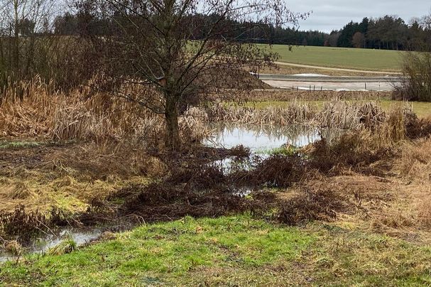 Laichgewässer. Foto: Christoph Greipl