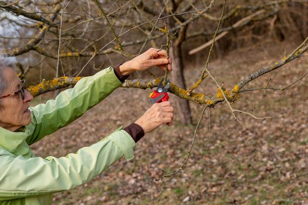 Obstbaumschnitt | Bild: Heinrich Inkoferer Obstbaumschnitt