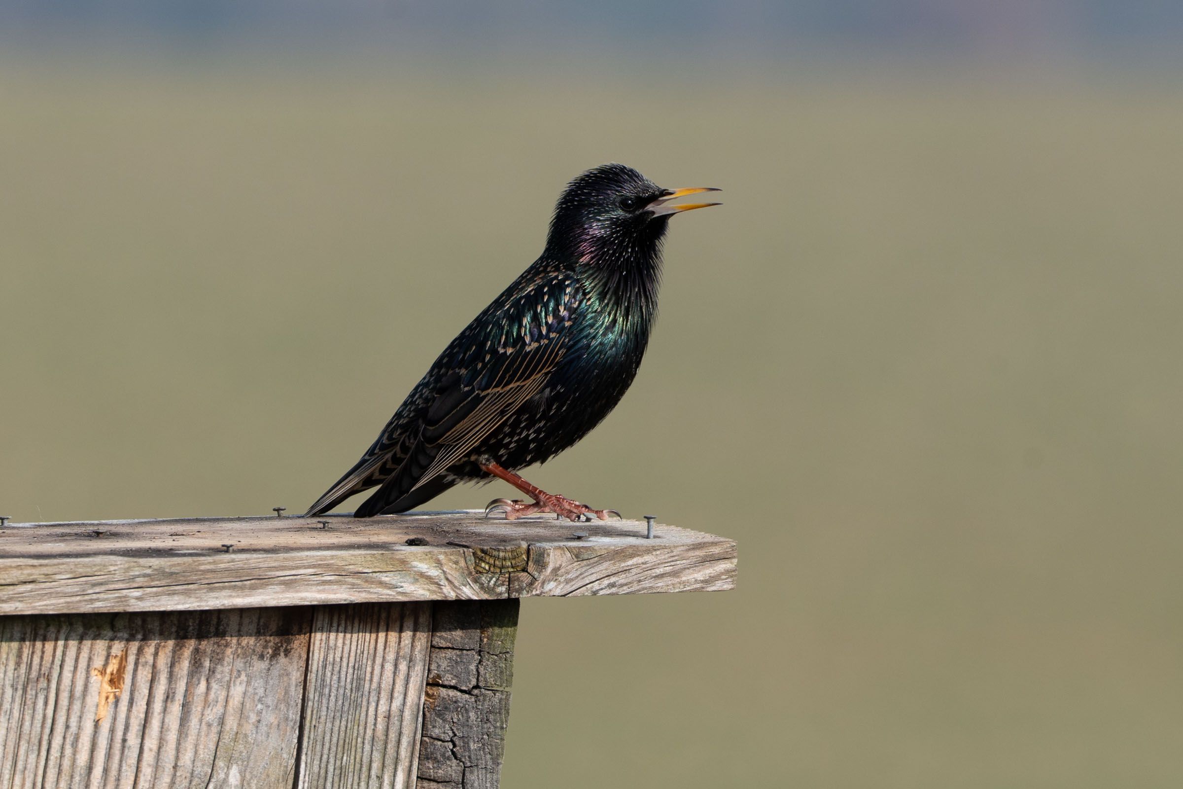 Star beim Singen | Bild: Heinrich Inkoferer Star beim Singen