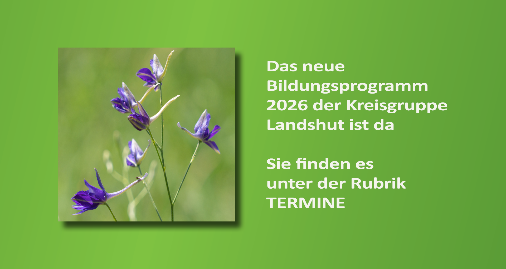 Feldrittersporn | Bild: Heinrich Inkoferer Feldrittersporn