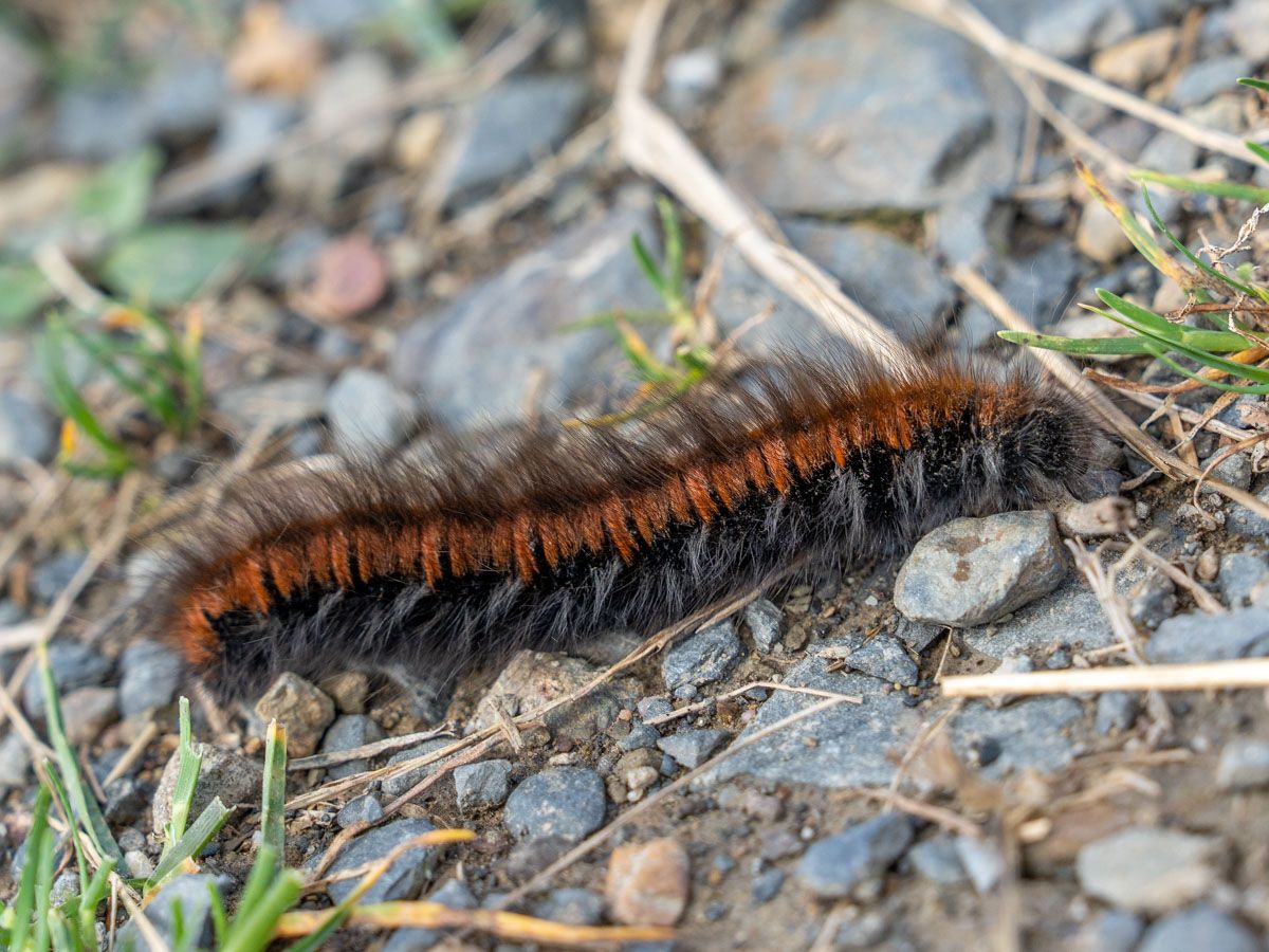 Raupe des Brommbeerspinners | Bild: Heinrich Inkoferer Raupe des Brommbeerspinners