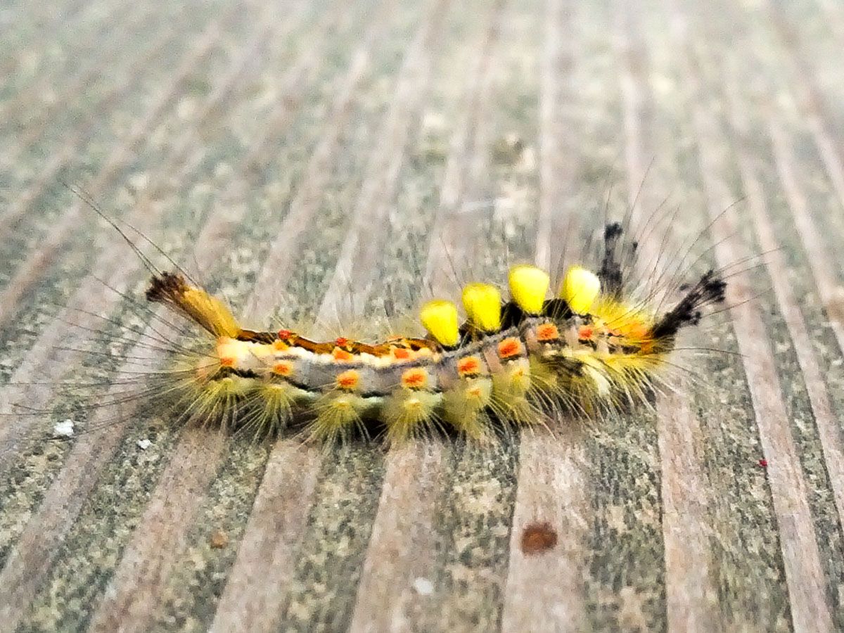 Raupe des Schlehen_Bürstenspinners| Bild: Heinrich Inkoferer Raupe des Schlehen_Bürstenspinners
