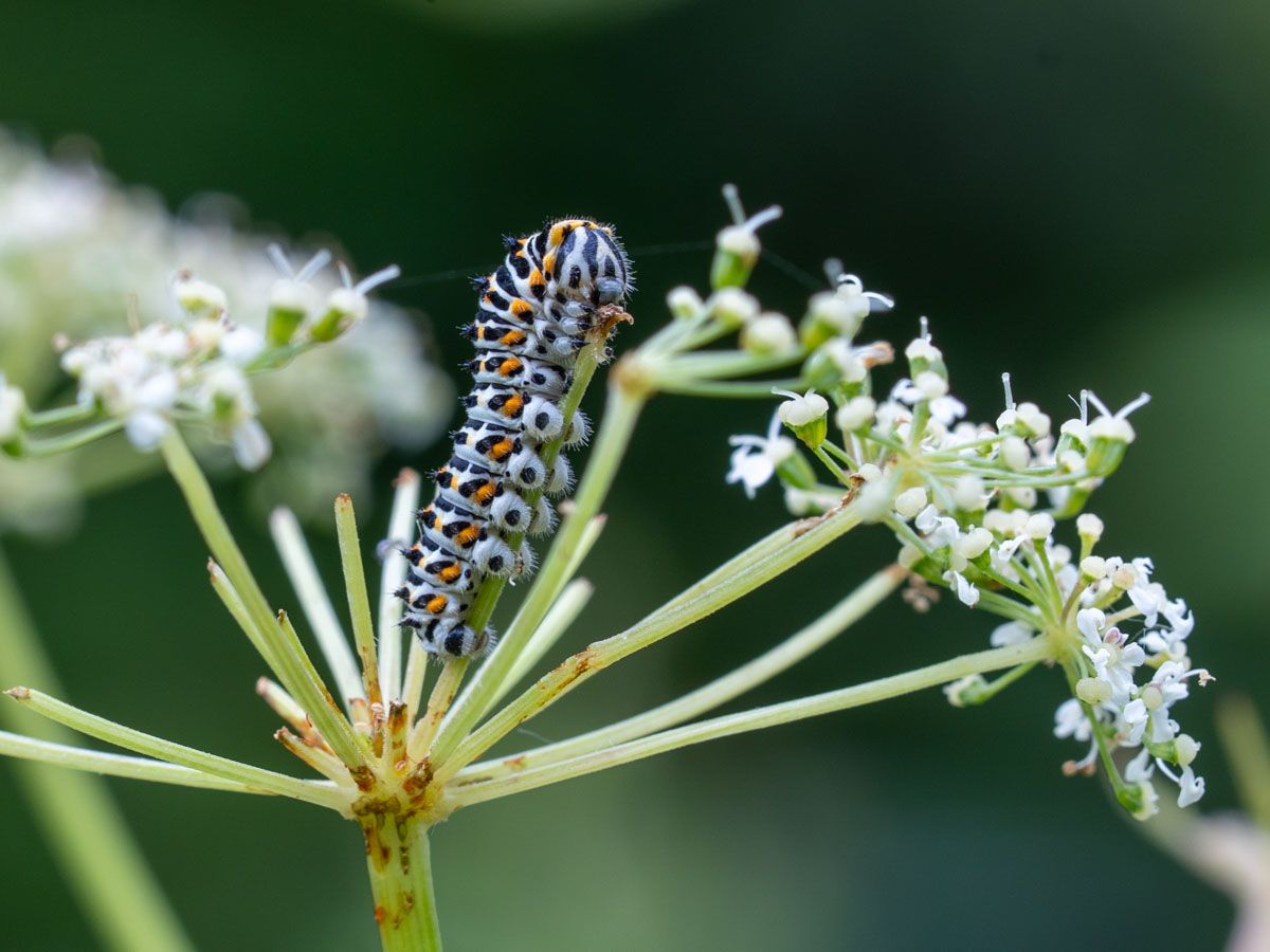 Raupe des Schwalbenschwanz| Bild: Heinrich Inkoferer Raupe des Schwalbenschwanz