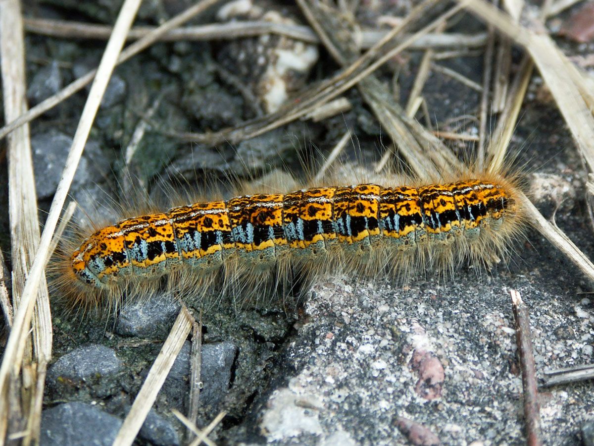 Raupe des Wolfsmilch-Ringelspinners | Bild: Heinrich Inkoferer Raupe des Wolfsmilch-Ringelspinners