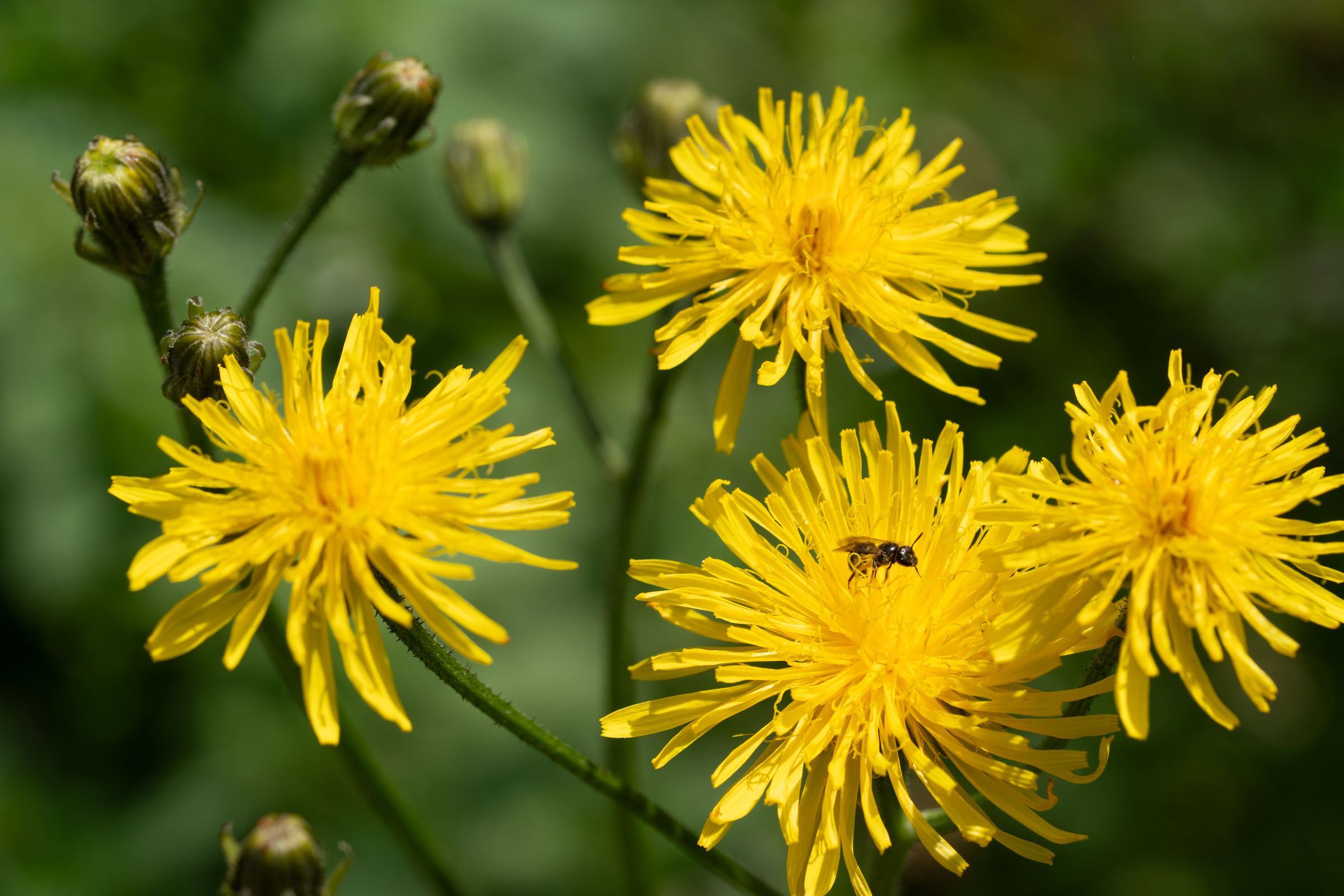 Pippau und Wildbiene | Bild: Heinirch Inkoferer Pippau und Wildbiene
