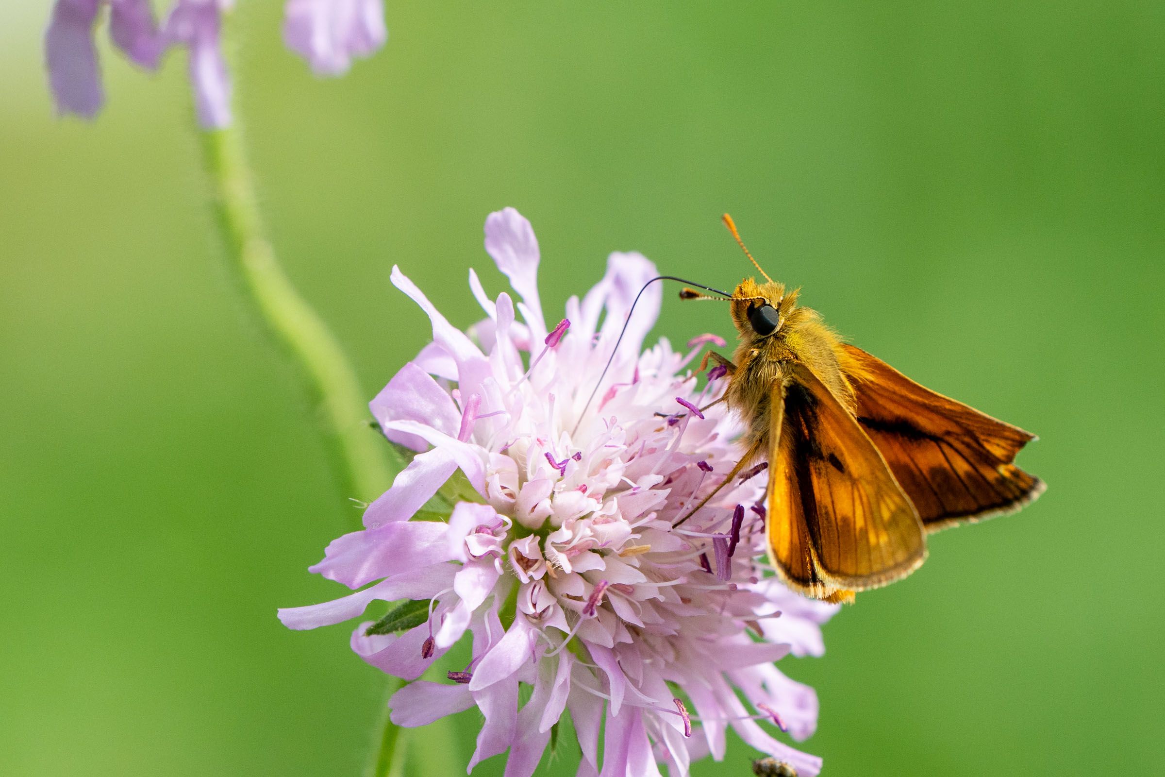 Dickkopffalter auf Scabiose | Bild: Heinrich Inkoferer Dickkopffalter auf Scabiose