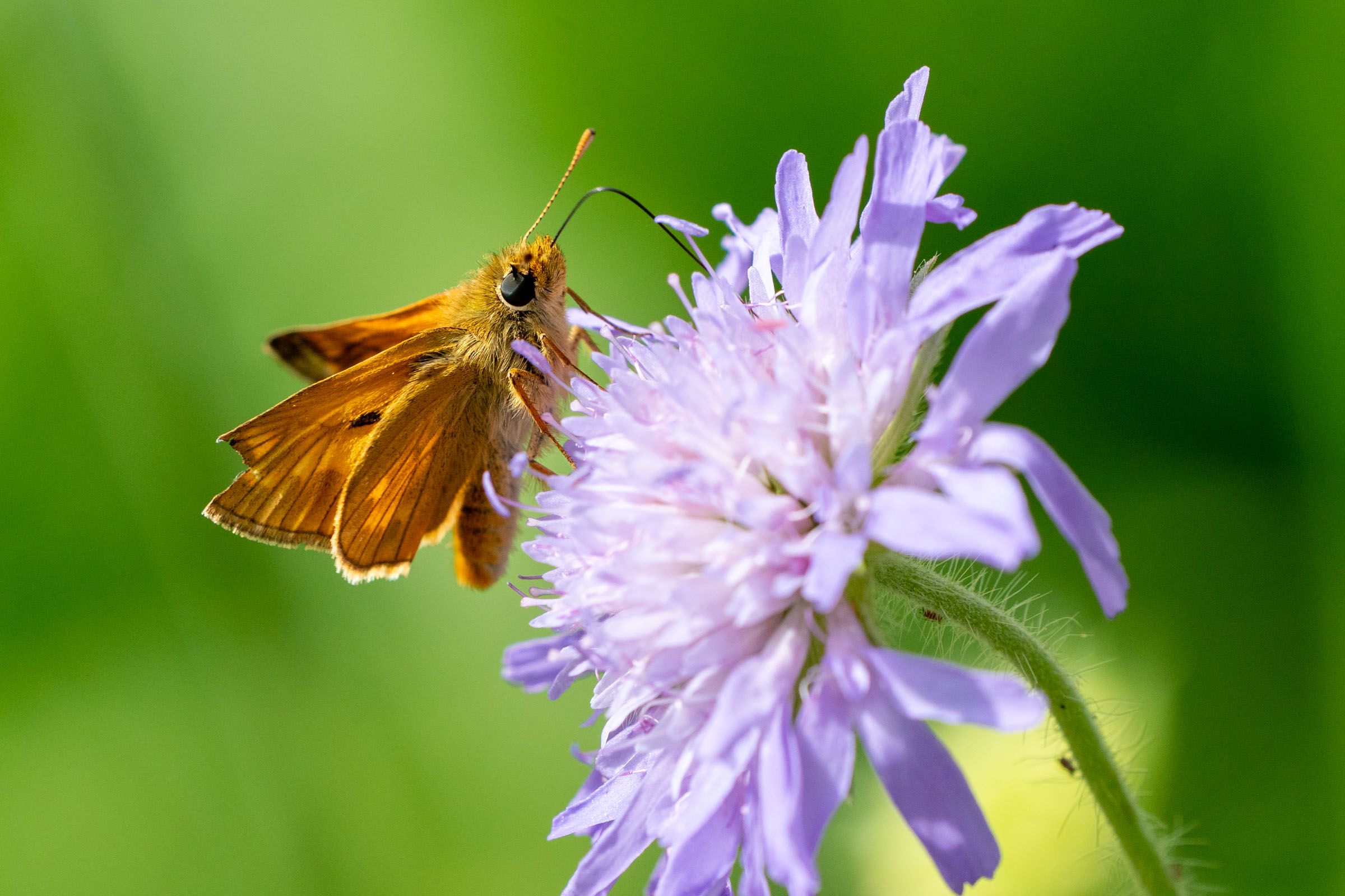 Dickkopffalter auf Scabiose | Bild: Heinrich Inkoferer Dickkopffalter auf Scabiose