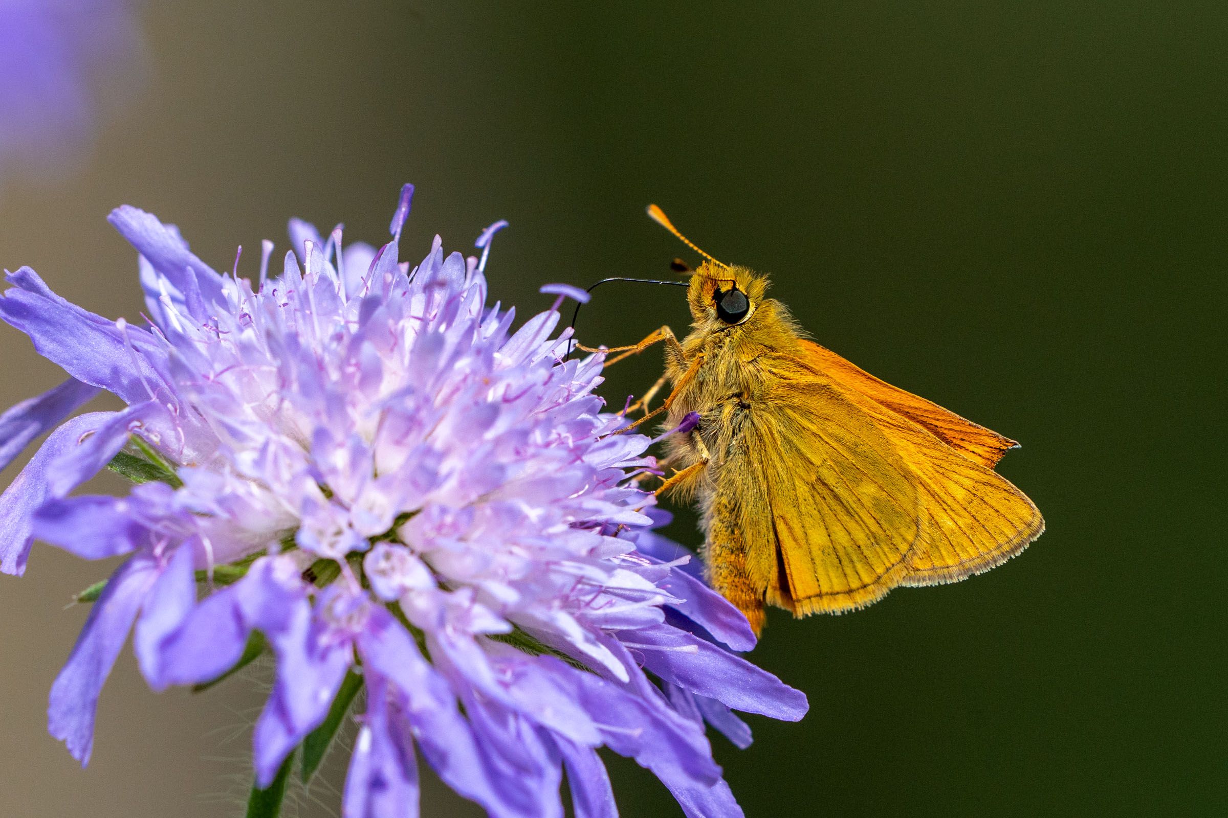 Dickkopffalter auf Scabiose | Bild: Heinrich Inkoferer Dickkopffalter auf Scabiose