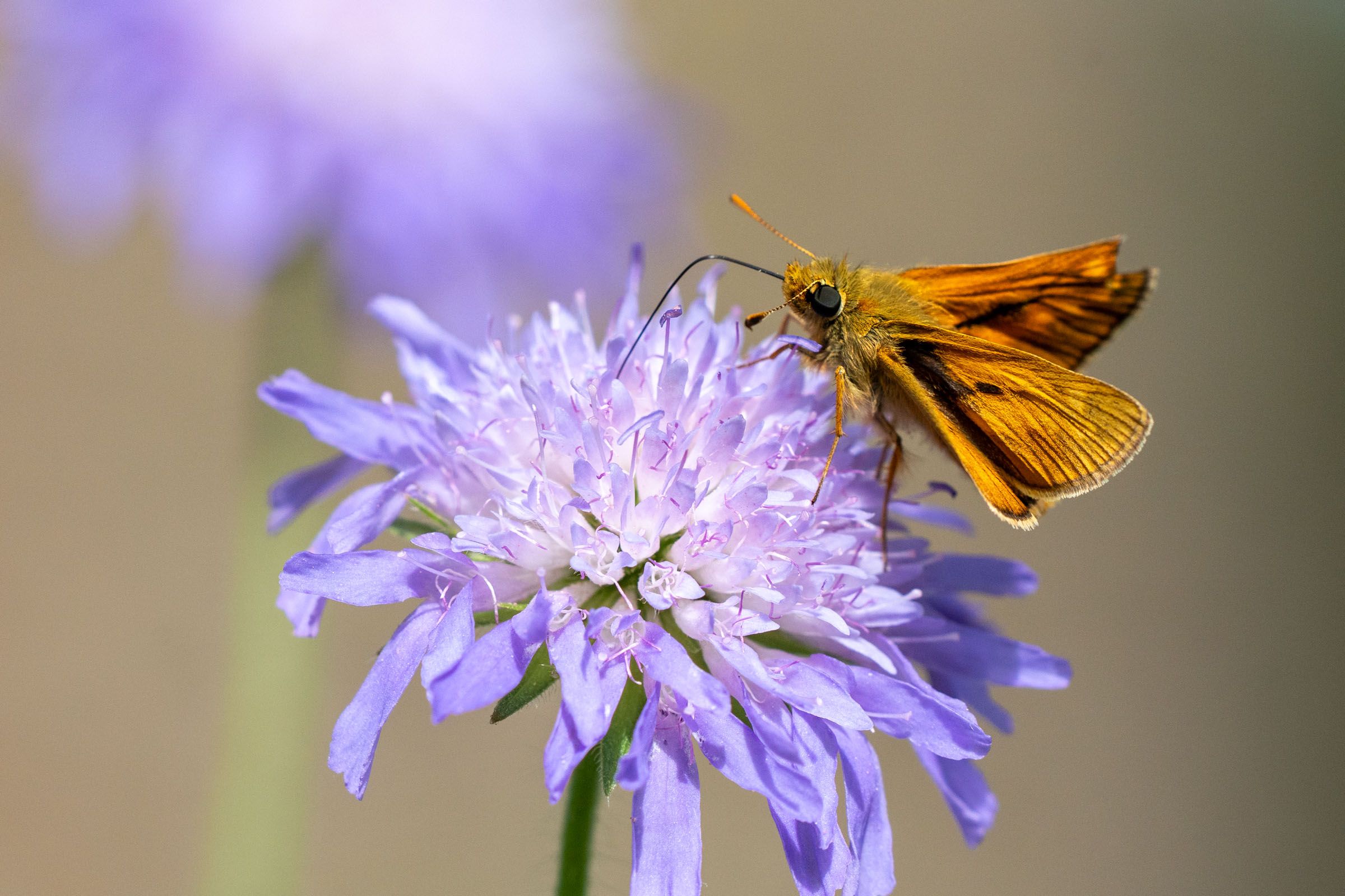 Dickkopffalter auf Scabiose | Bild: Heinrich Inkoferer Dickkopffalter auf Scabiose