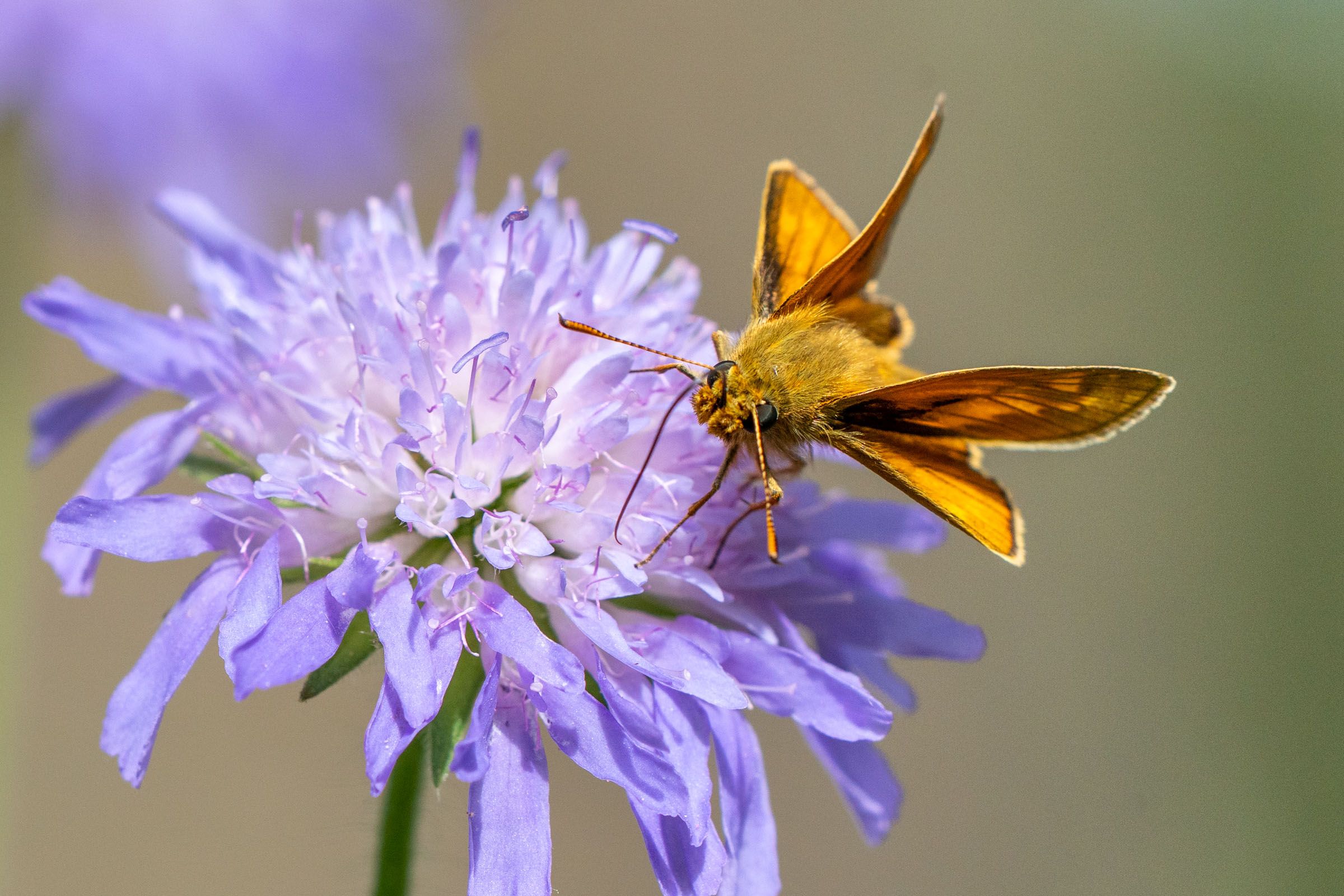 Dickkopffalter auf Scabiose | Bild: Heinrich Inkoferer Dickkopffalter auf Scabiose