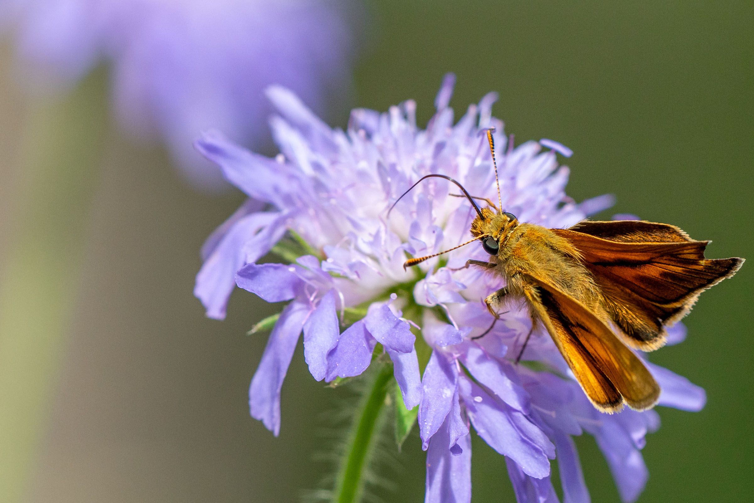 Dickkopffalter auf Scabiose | Bild: Heinrich Inkoferer Dickkopffalter auf Scabiose