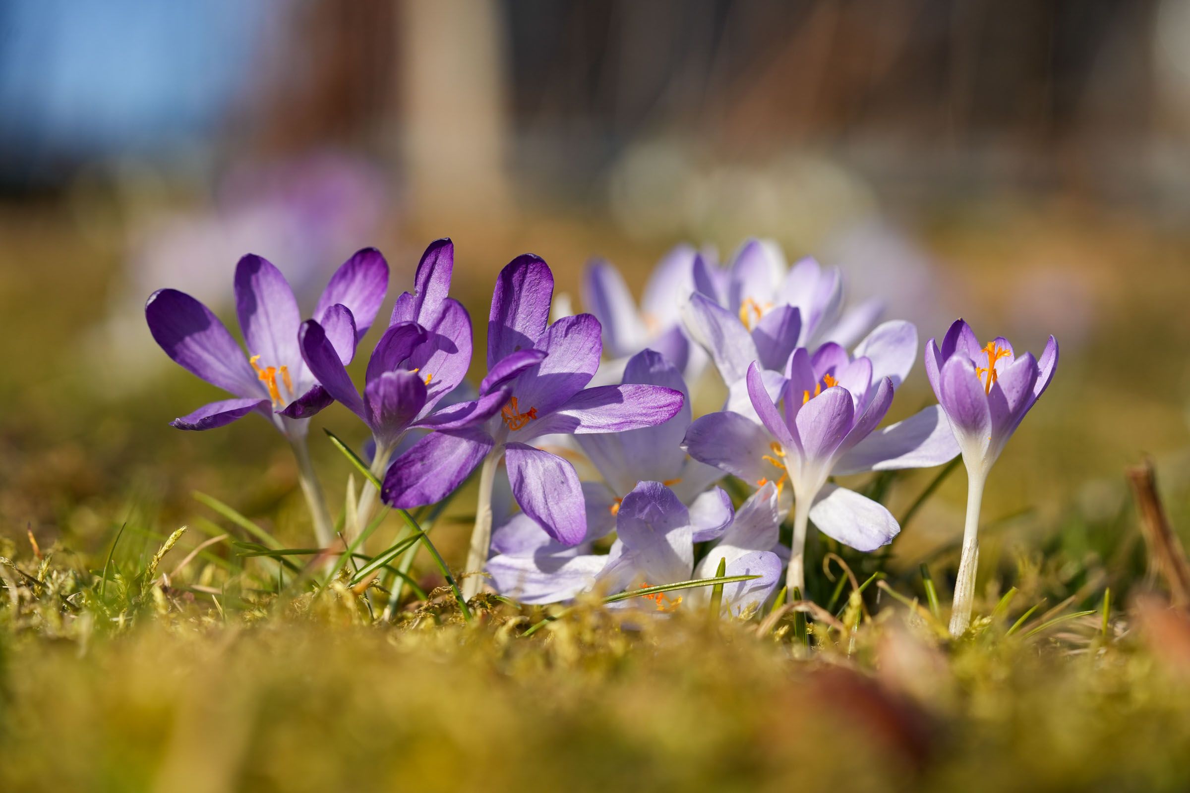 Krokus Blüten | Bild: Heinrich Inkoferer Krokus Blüten