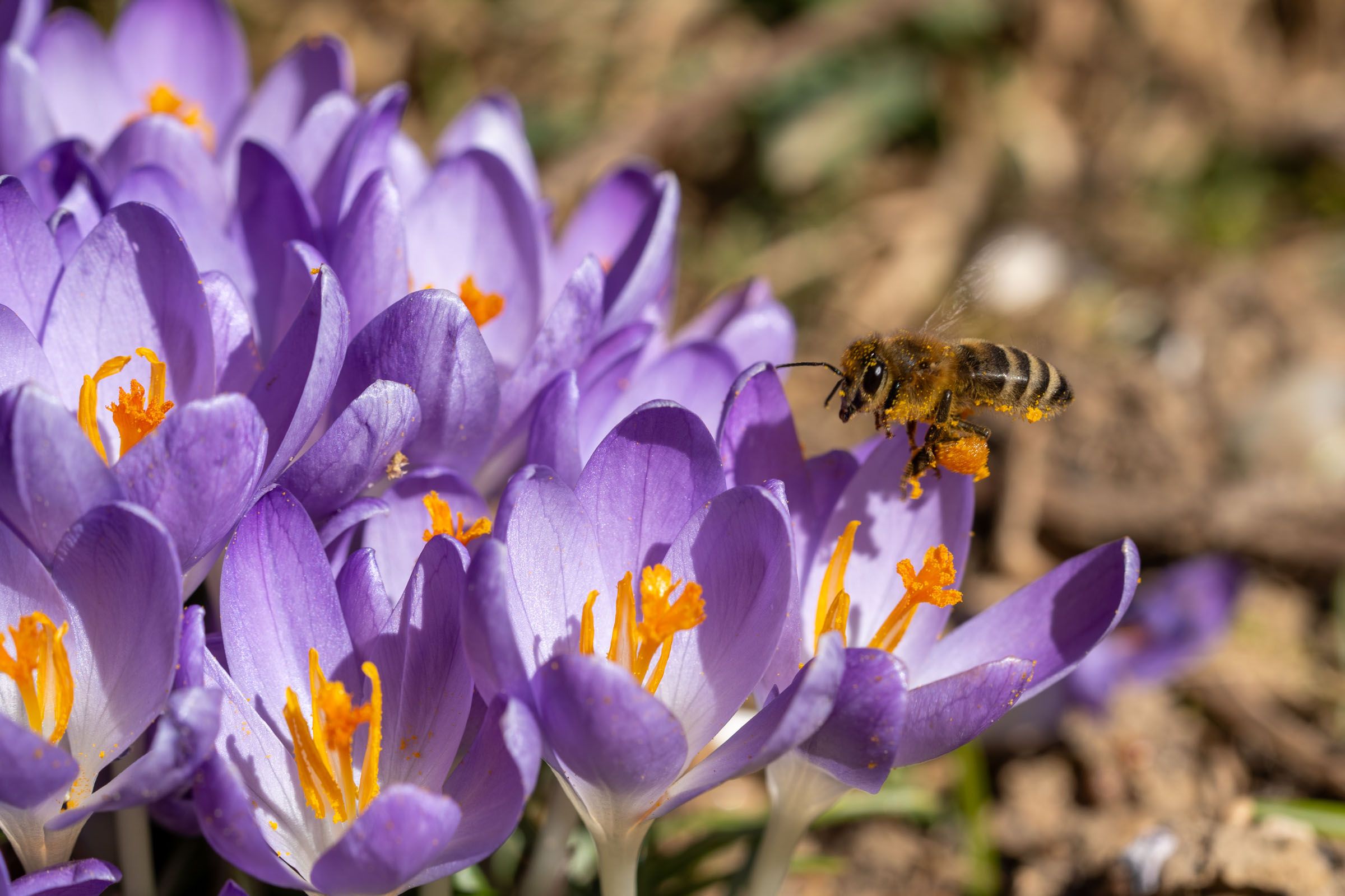 Krokus Blüte mit Biene | Bild: Heinrich Inkoferer Krokus Blüte mit Biene