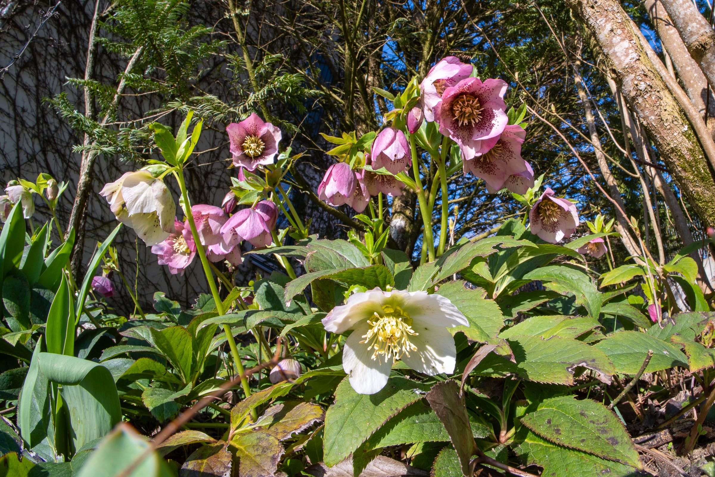 Lenzrosen (Helleborus orientalis) | Bild: Heinrich Inkoferer Lenzrosen (Helleborus orientalis)