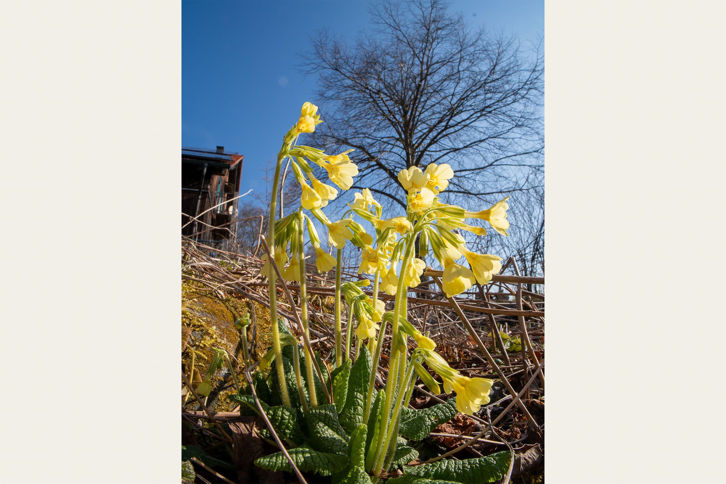 Schlüsselblumen | Bild: Heinrich Inkoferer Schlüsselblumen