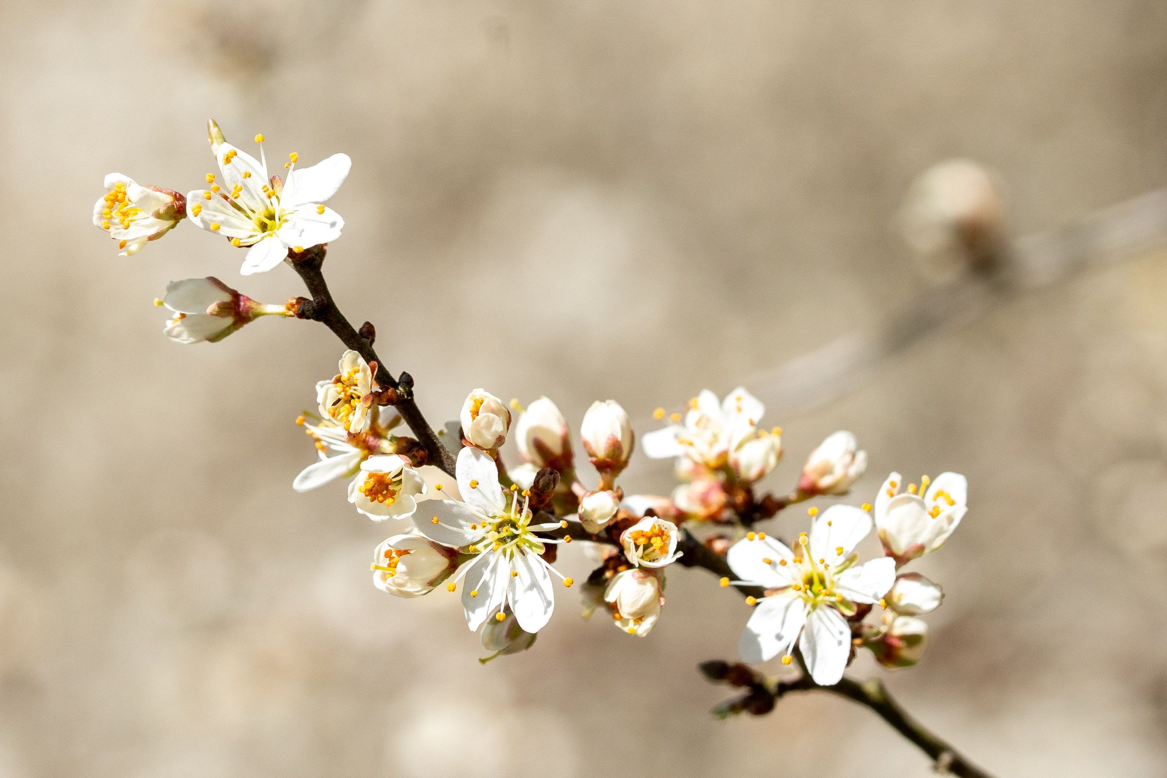 Schlehenblühten | Bild: Heinrich Inkoferer Schlehenblühten